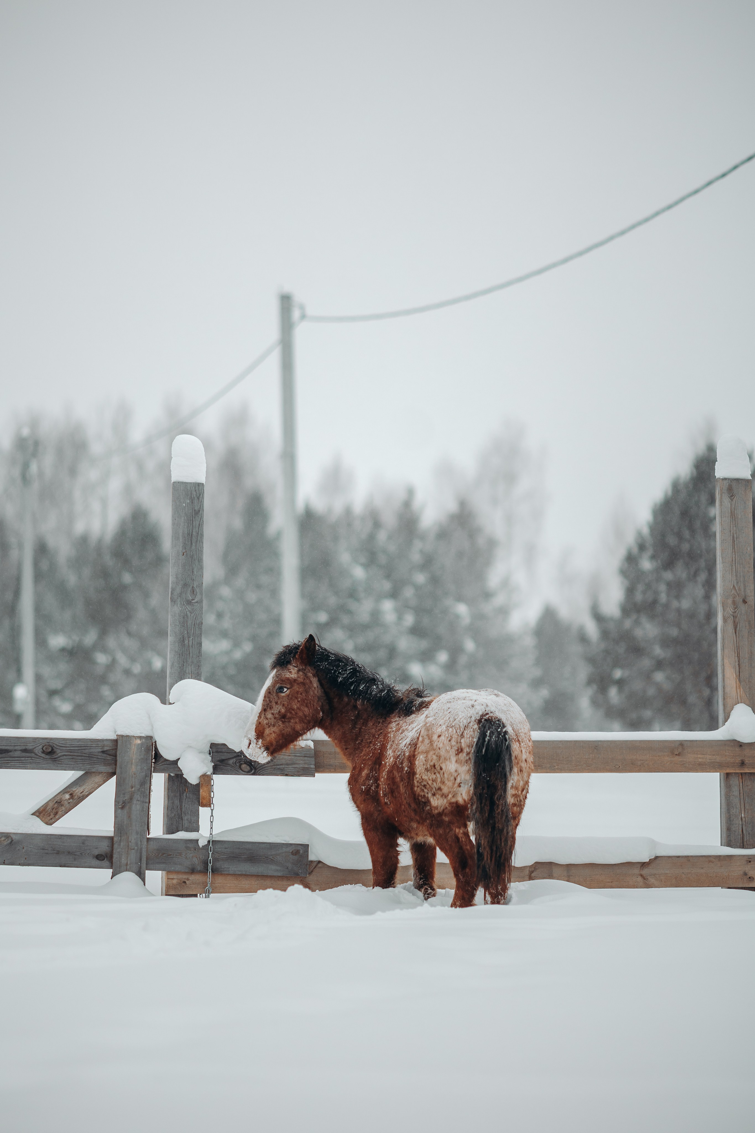 Яблоки на снегу. Анна Молчанова конный фотограф в Тюмени | фотосессии с лошадьми Тюмень