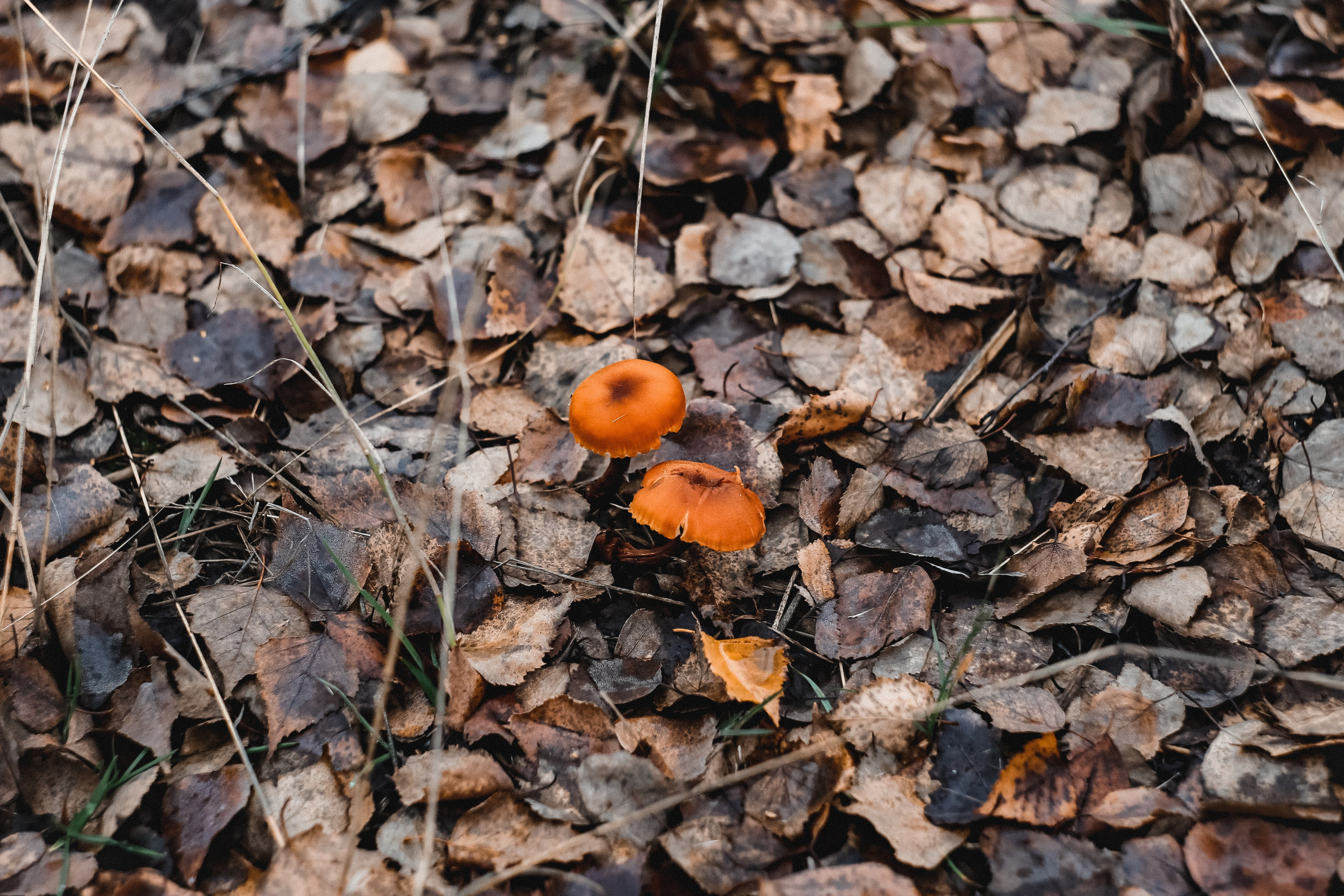 Ноябрь 2022. Efremovaphoto.ru
