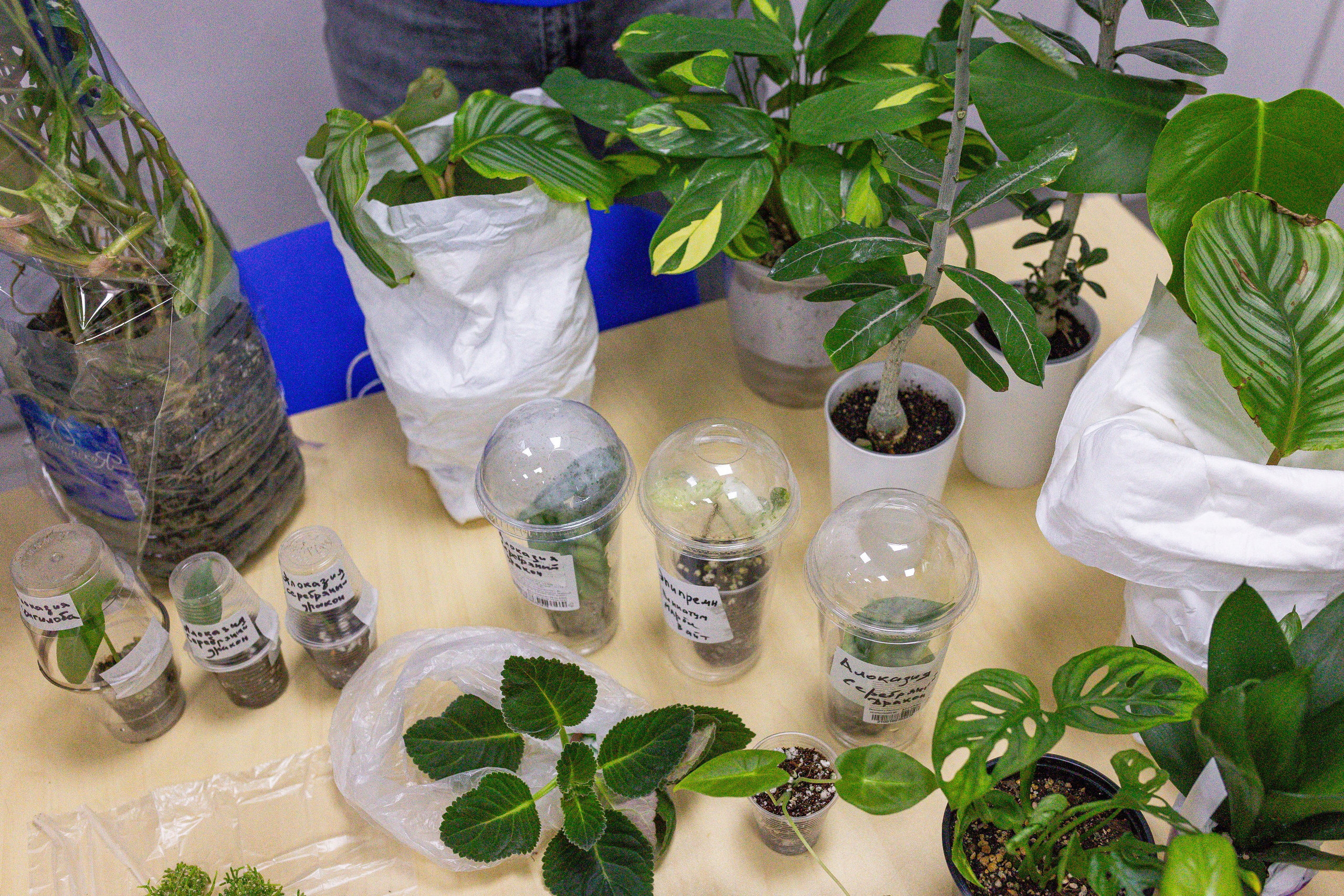 Монстериум апрель 2025. Александра Куликова фотограф, Москва