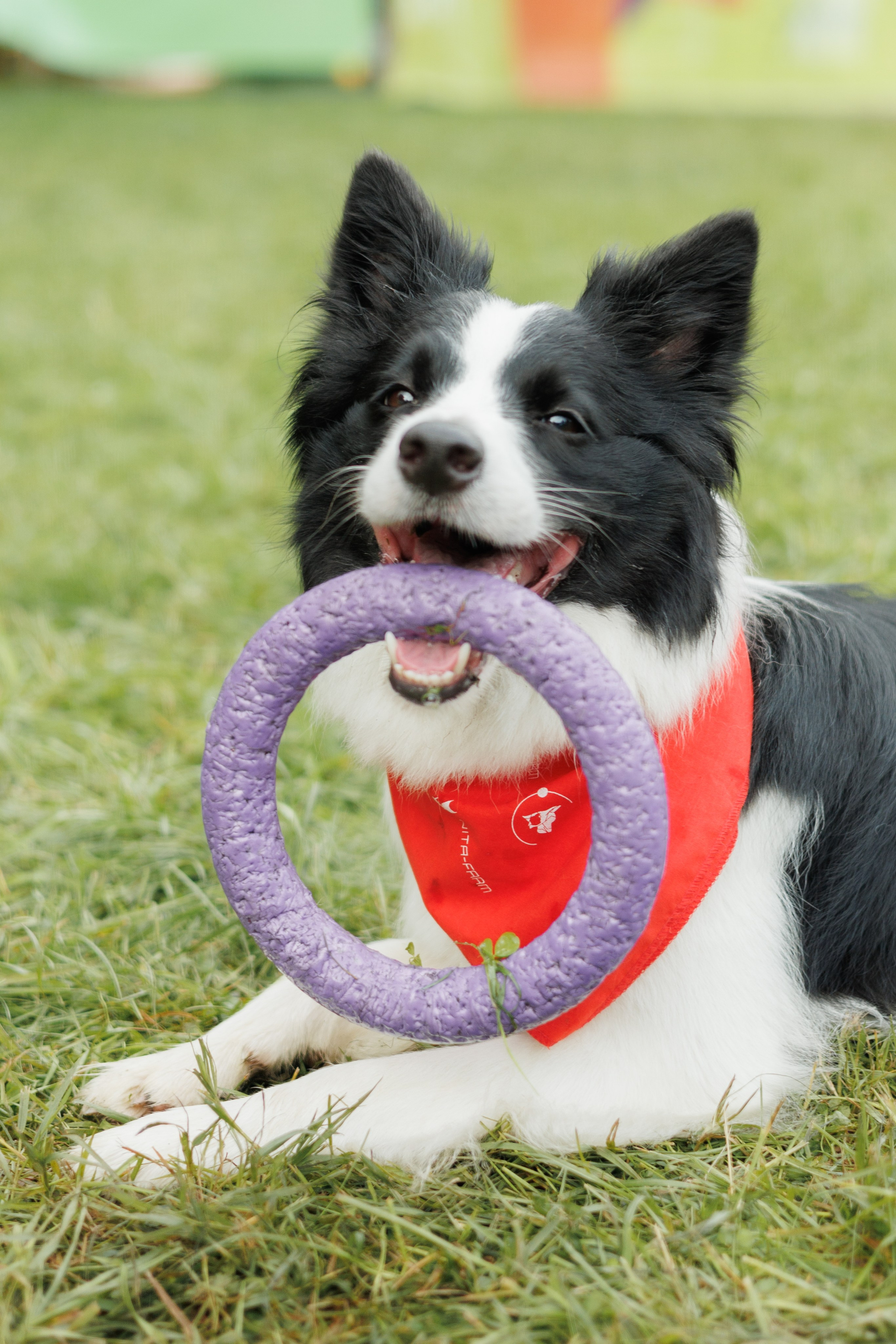 Фестиваль Petshop Days. Портретный фотограф Алина Хаунина