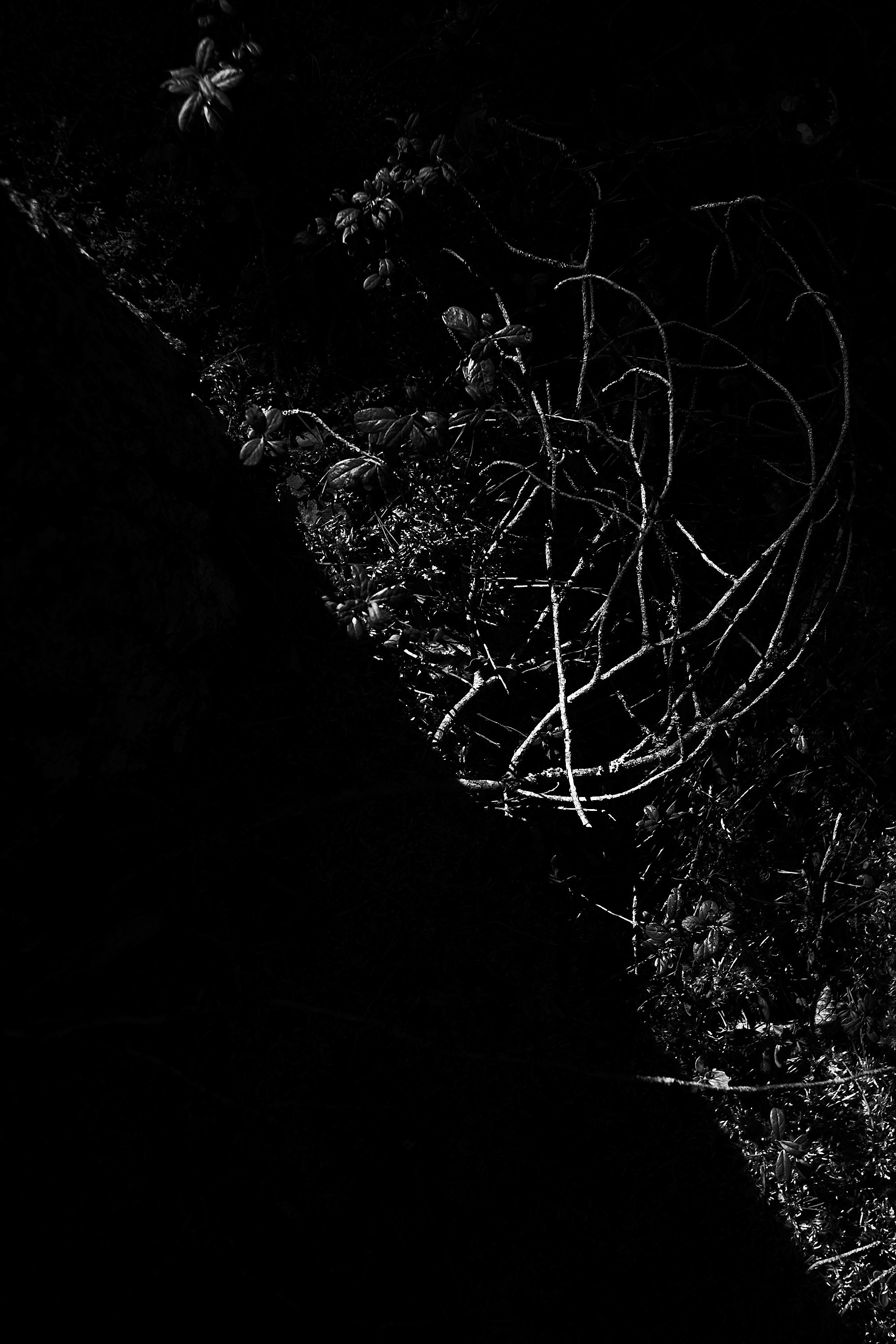 Формы Дерева 22г -…. Фотограф и оператор мероприятий, концертов и портретов в городе Москва