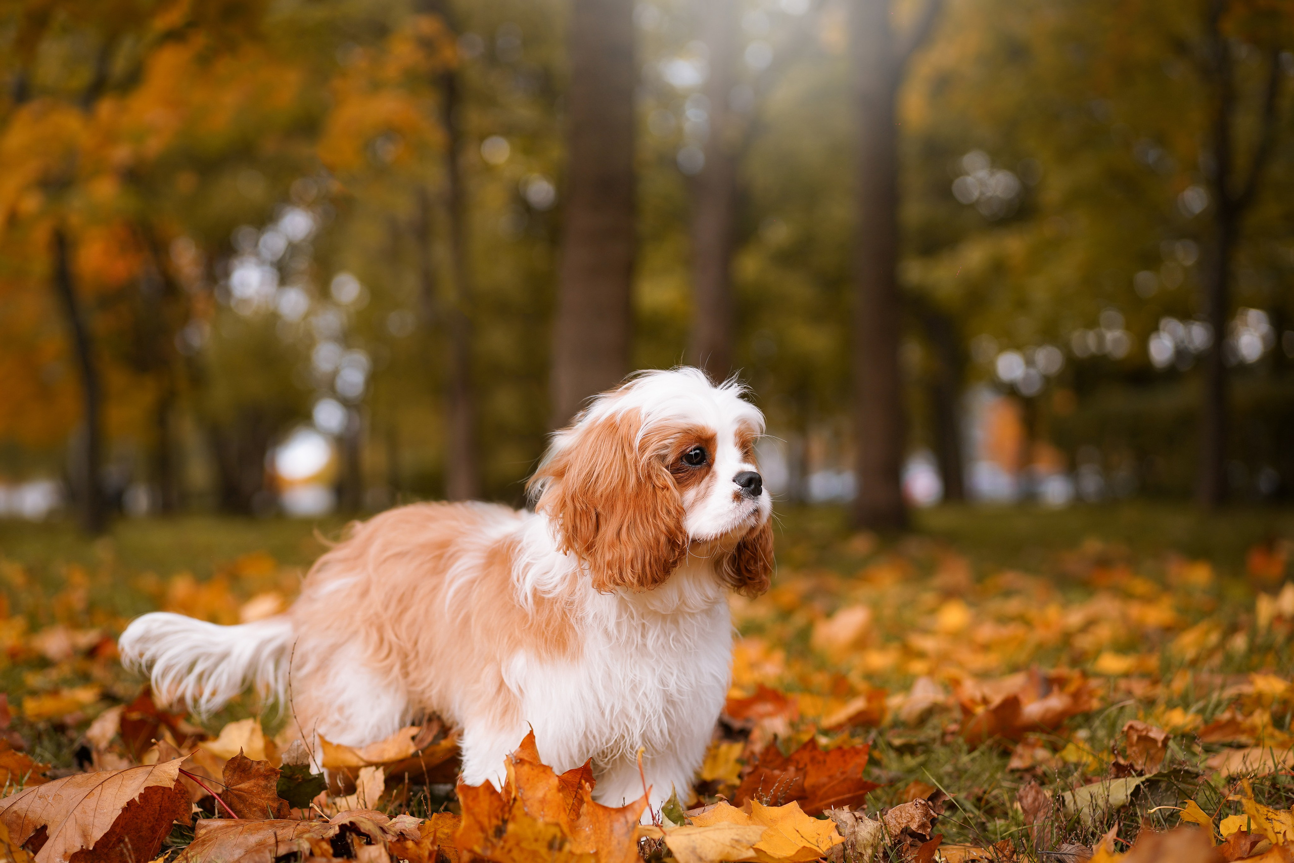 Катя Валера Саша и кавалерчики. Фотограф-анималист в Санкт-Петербурге Яна Мартынова