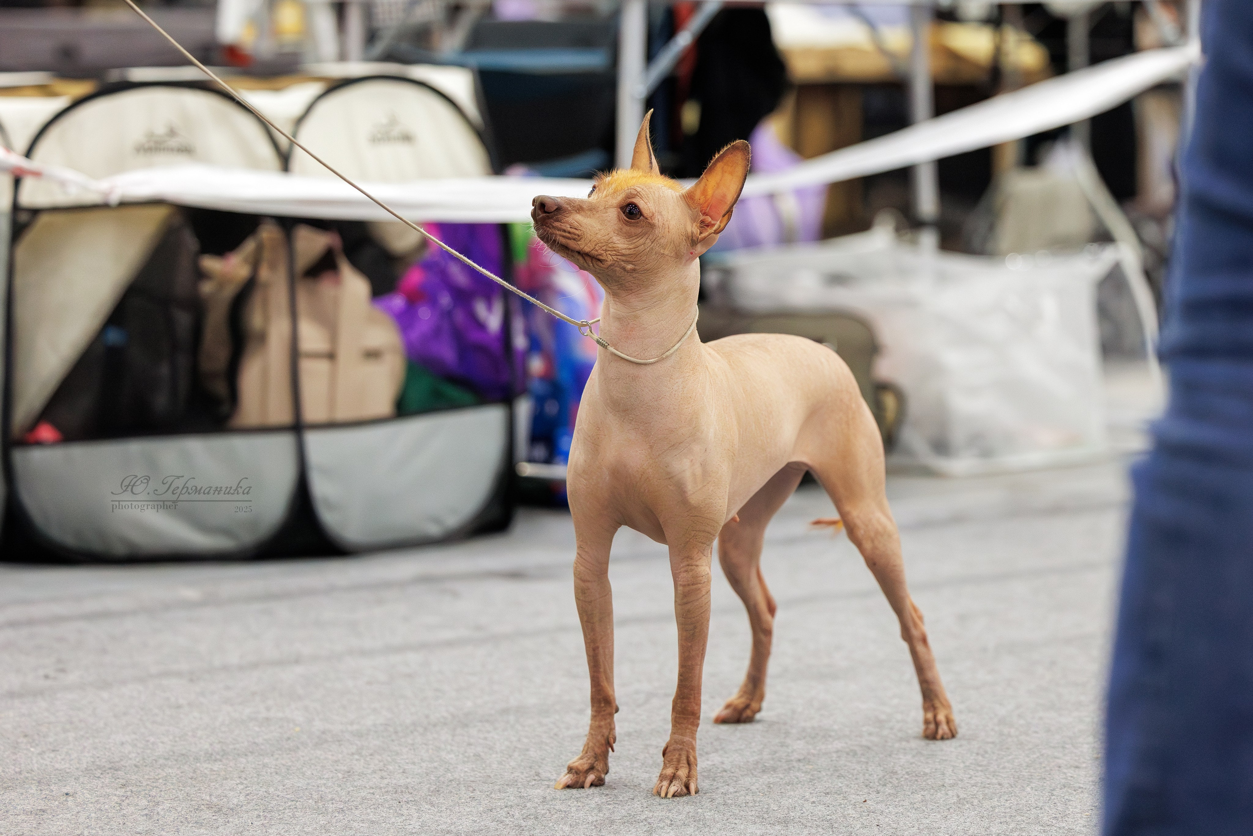 Питер 12-13.12.2025. Фотограф-анималист Юлия Германика