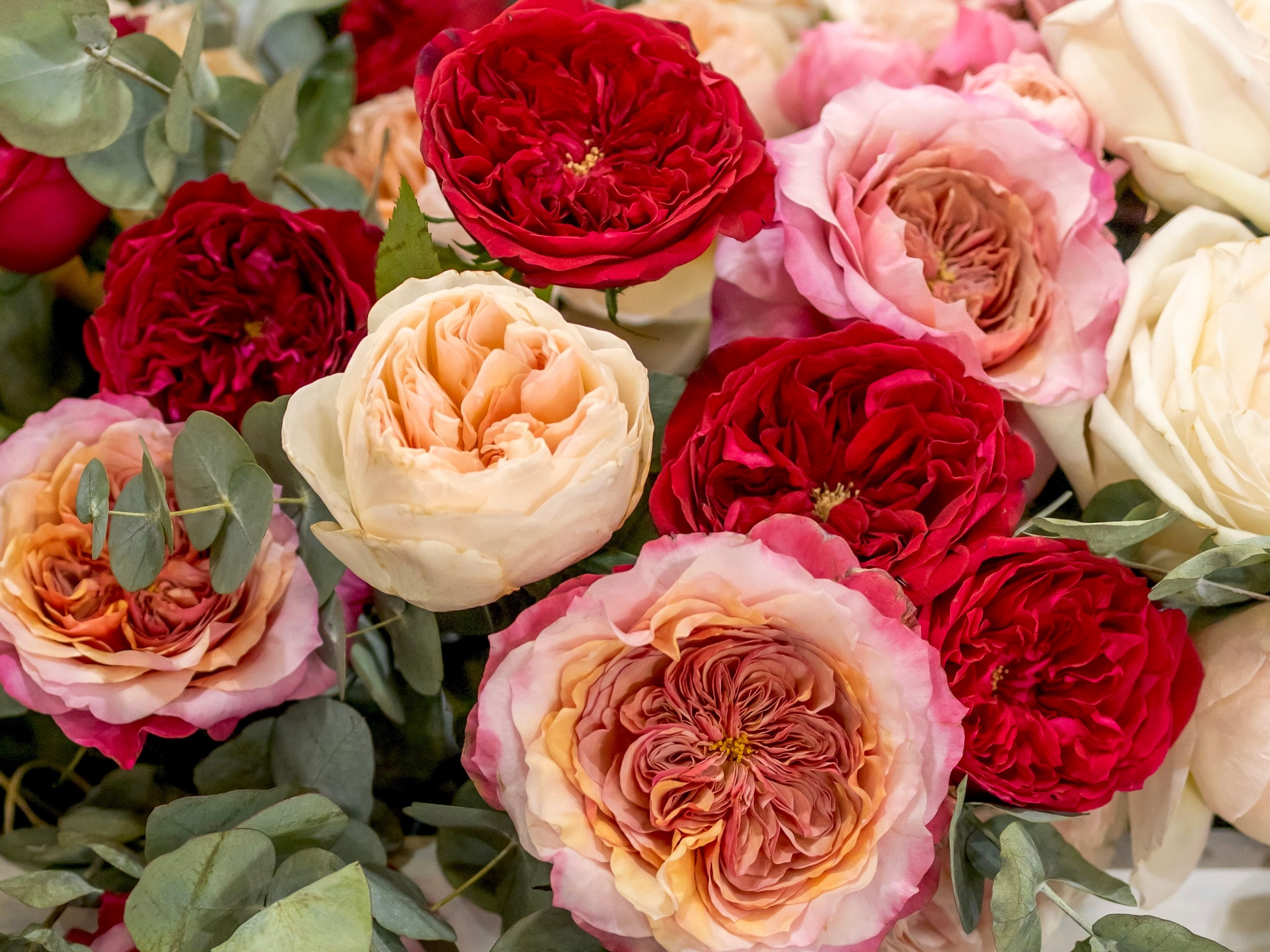 Цветы-Экспо 2024. Фотосессии и репортаж — Фотограф в Москве — Рина Серёгина