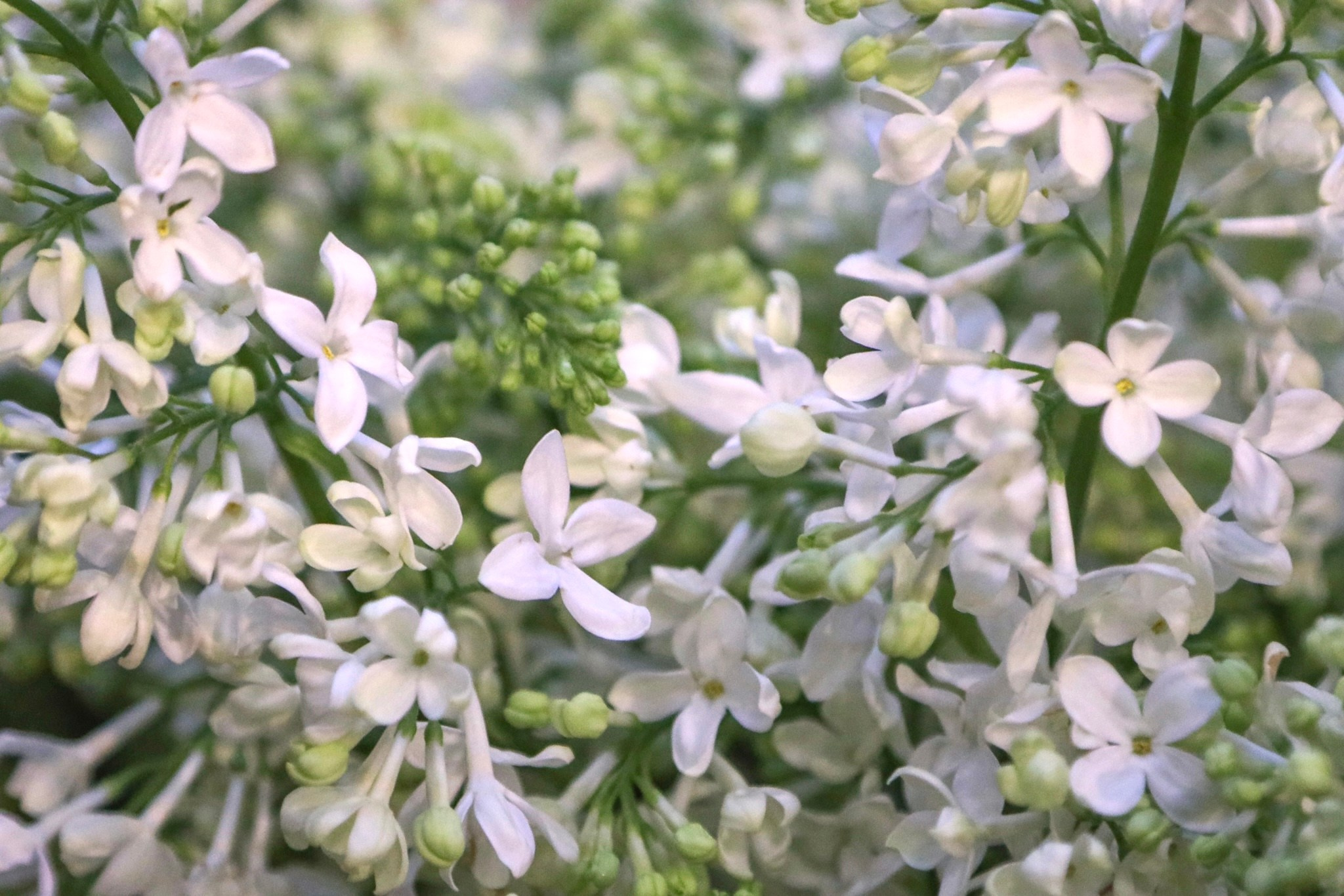 Фотографии с выставки Репетиция весны. Фотосессии и репортаж — Фотограф в Москве — Рина Серёгина