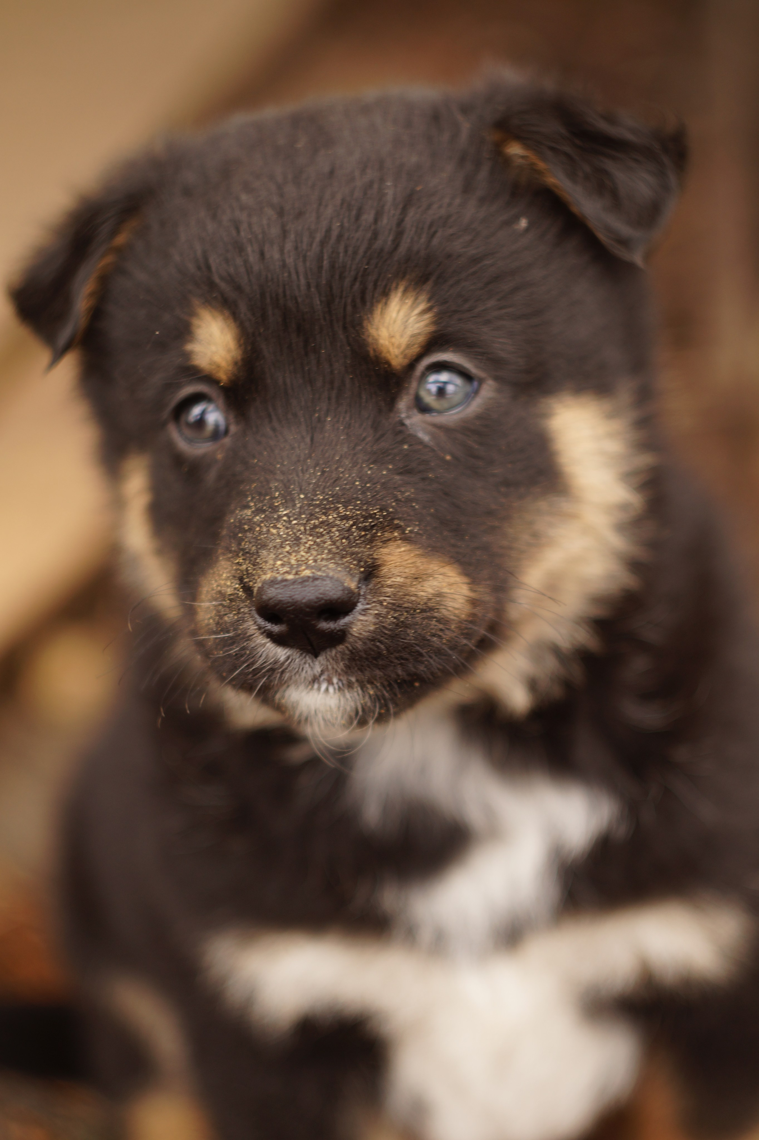 Dogs. Профессиональный фотограф