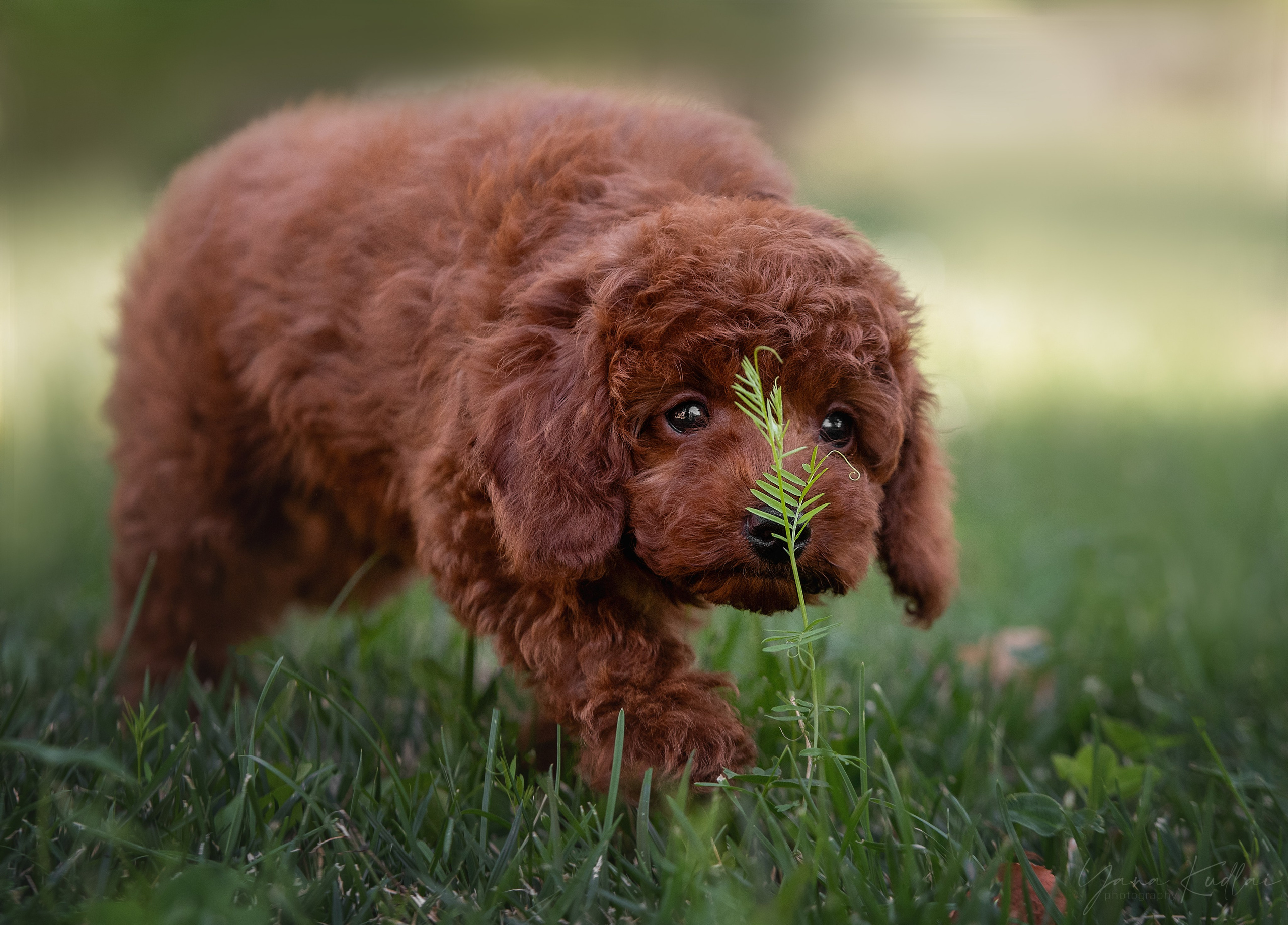 Малыши пуделя. Фотограф анималист Ставрополь Яна Кудлай