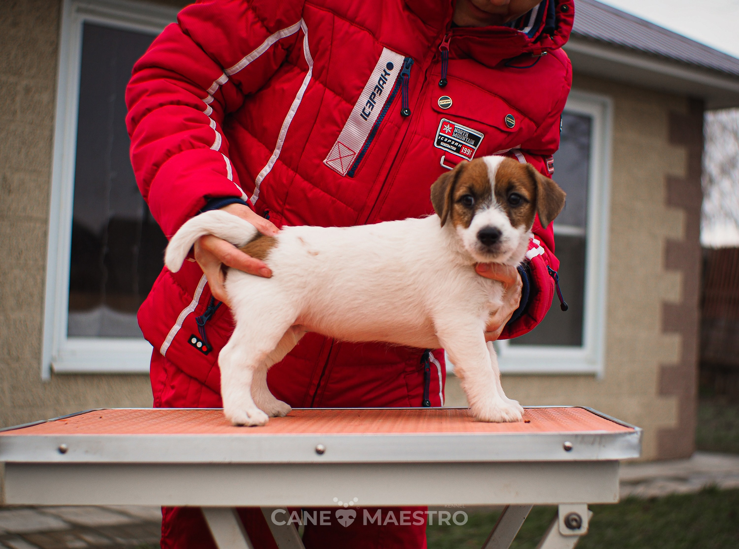 3КОБЛ_СНЕГОВИК. CANE MAESTRO — kennel Jack Russell Terrier