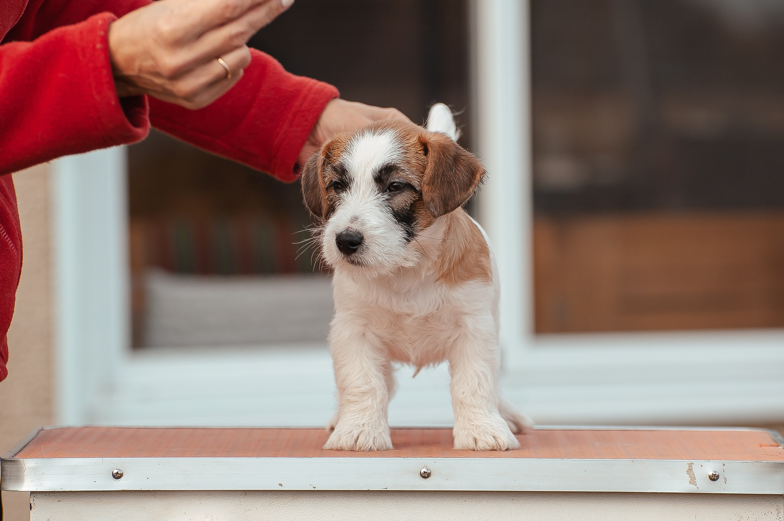 X_MAL_3_БРЫЖ. CANE MAESTRO — kennel Jack Russell Terrier