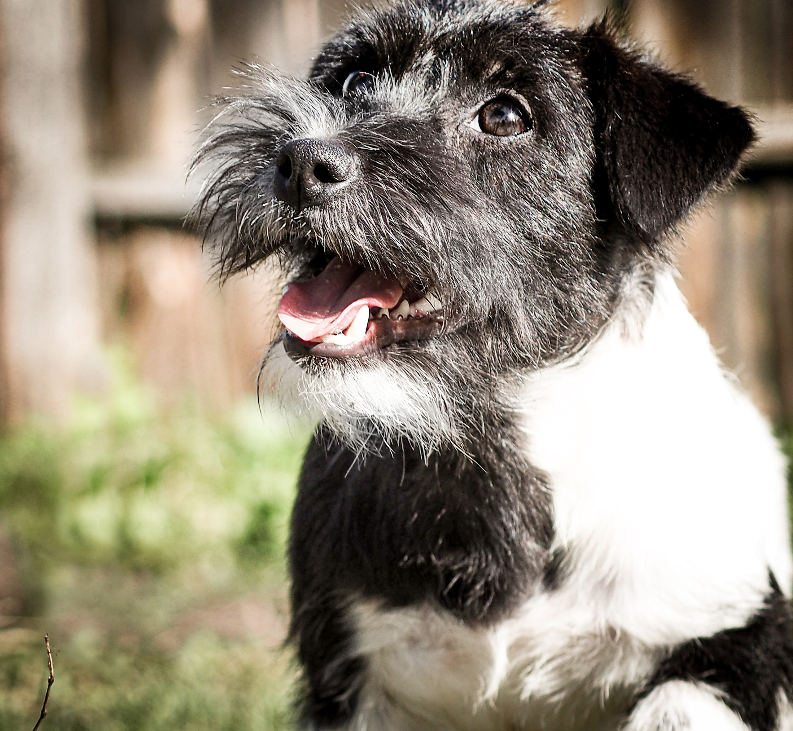 Жесткошерстная. Бело-черный Джек рассел терьер.КАНЕ МАЭСТРО ДАРК ХОРС. КАНЕ МАЭСТРО — питомник Джек рассел терьеров