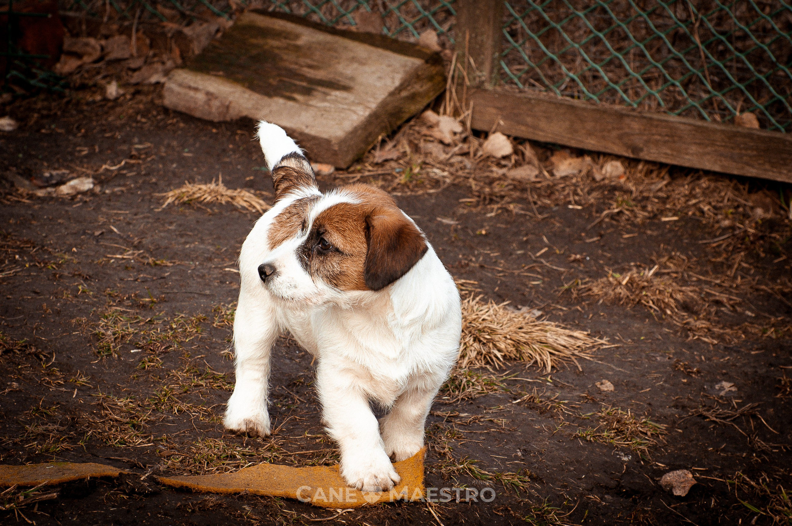 Мальчик 2. Кобель бело-рыжий. Джек рассел терьер щенок. КАНЕ МАЭСТРО — питомник Джек рассел терьеров