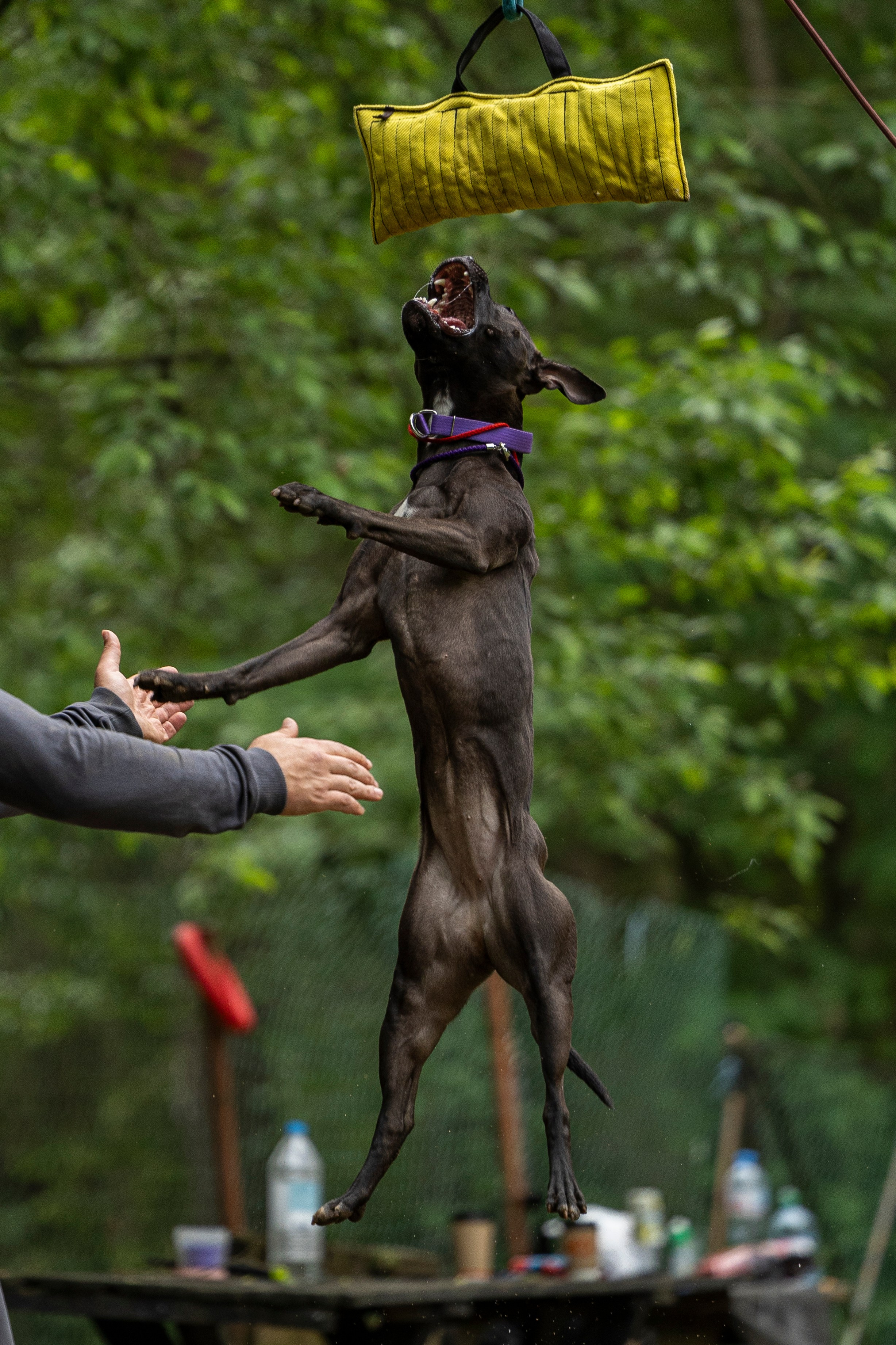 Пит-стафф многоборье. Фотограф-анималист Анна Маринич