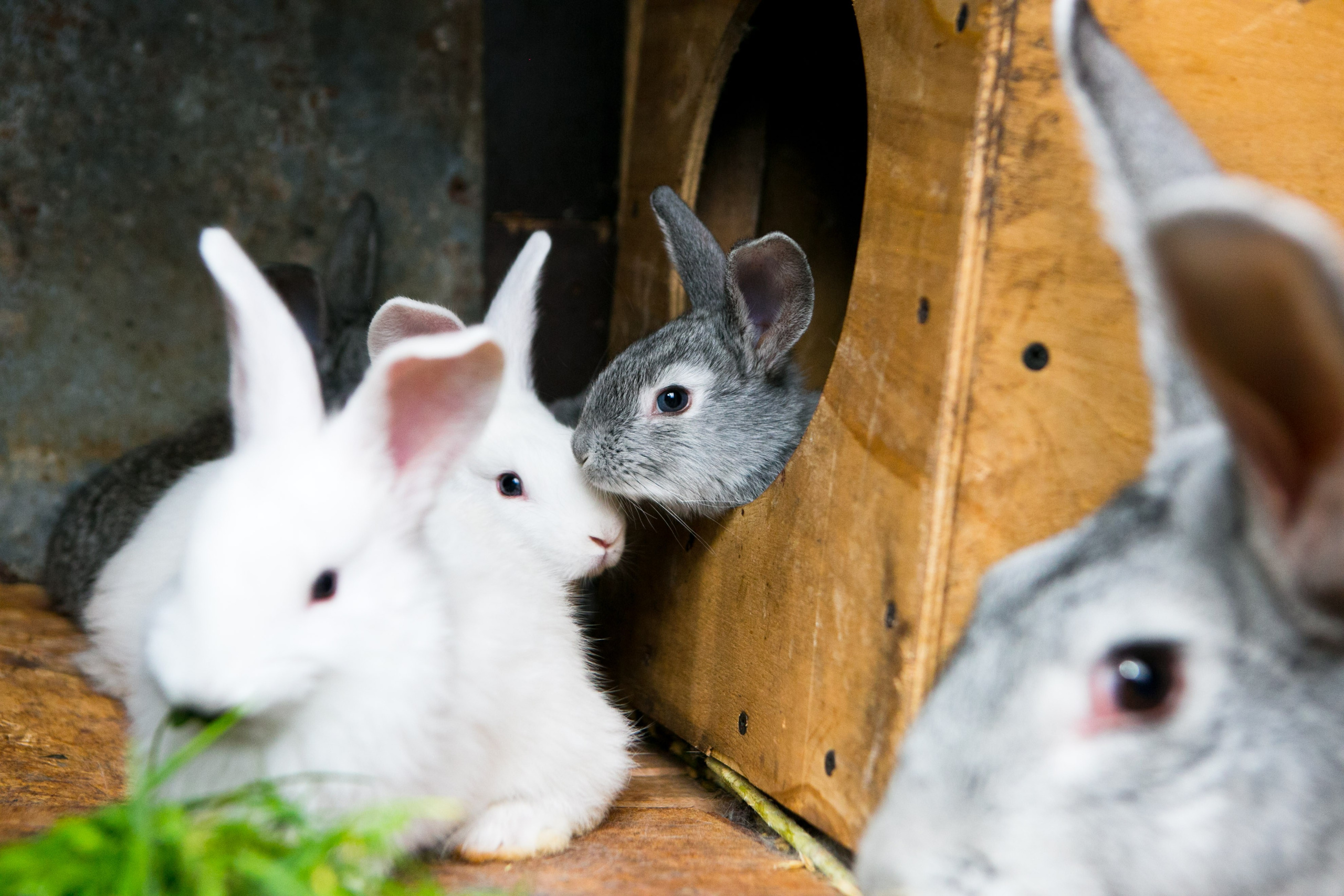Деревенская еда «Домашние лакомста». Фотограф Красная Поляна — Сочи — Москва