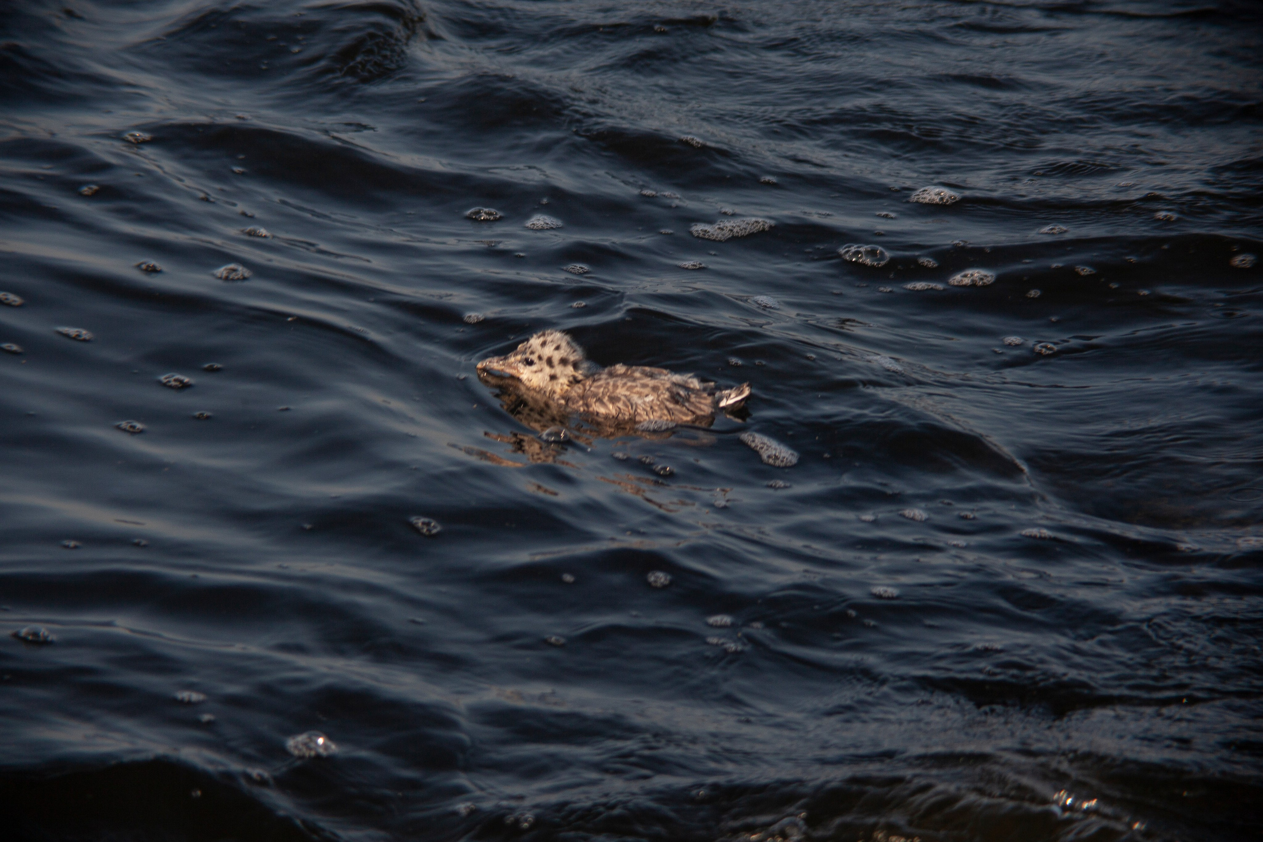 Птичий базар на заливе. Фотограф Адигамова Юлия в Петербурге