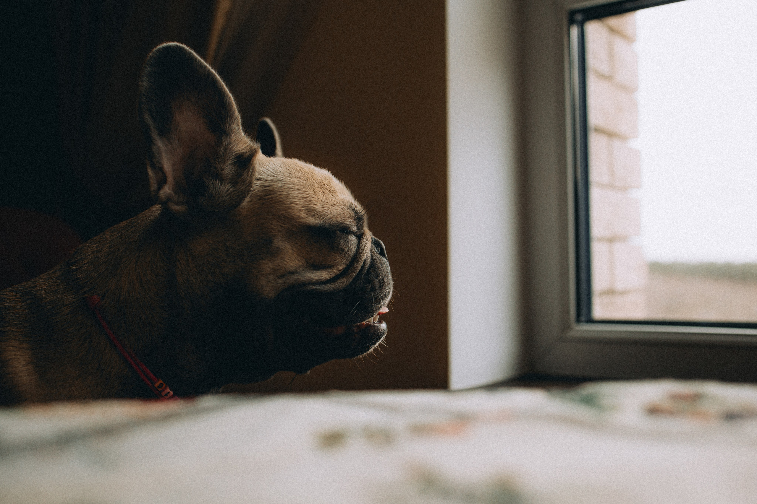 Юля, Мия и Зек