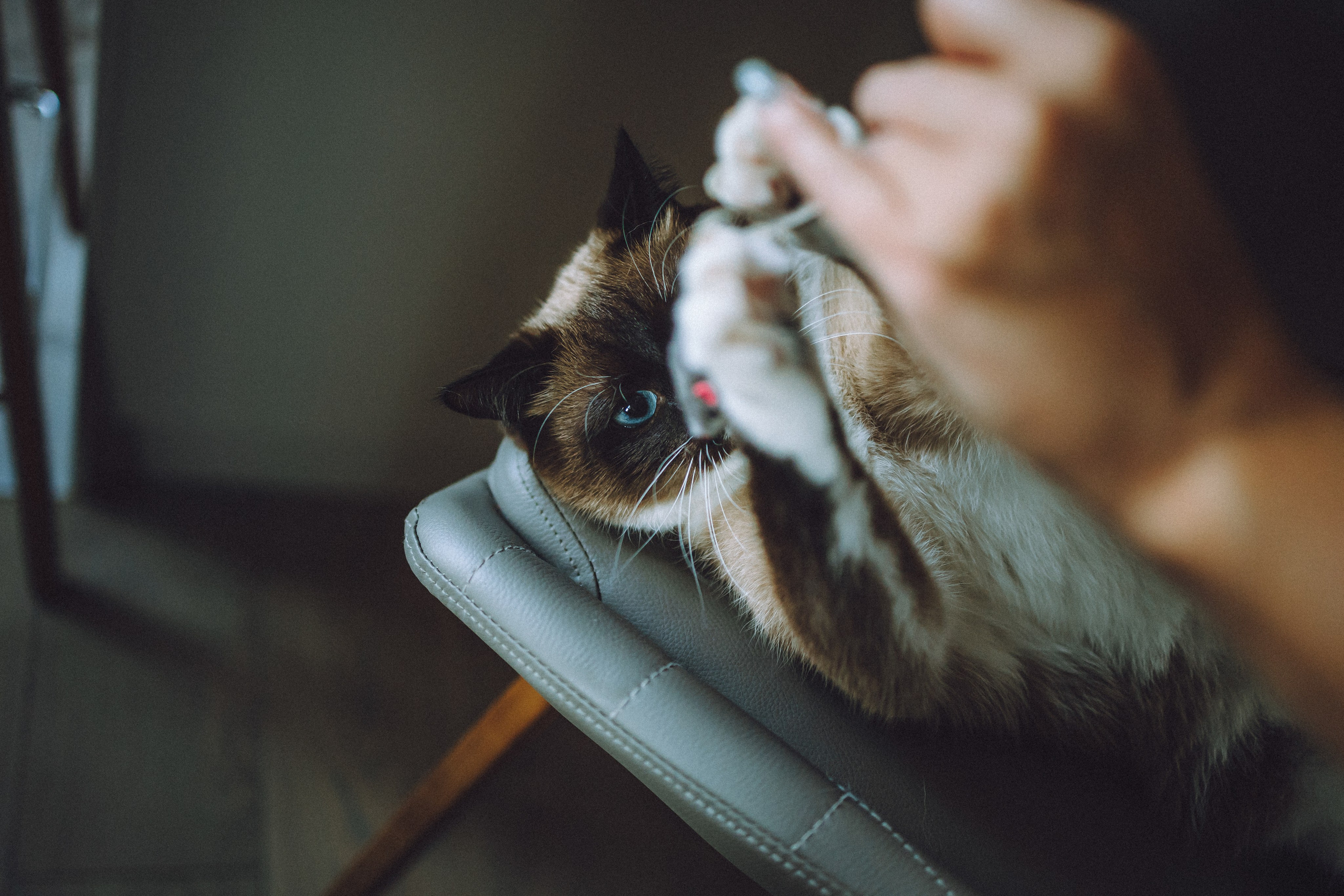 Наташа, Маруся и Зефир