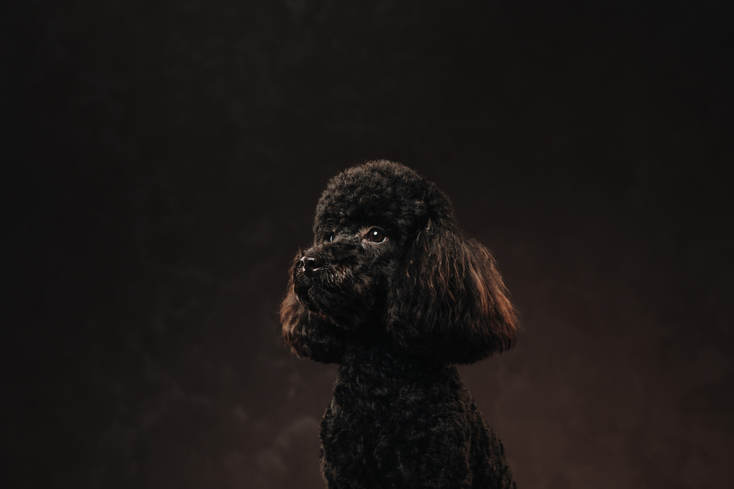 Ярослава и Туча. Фотограф анималист Осипчикова Мария