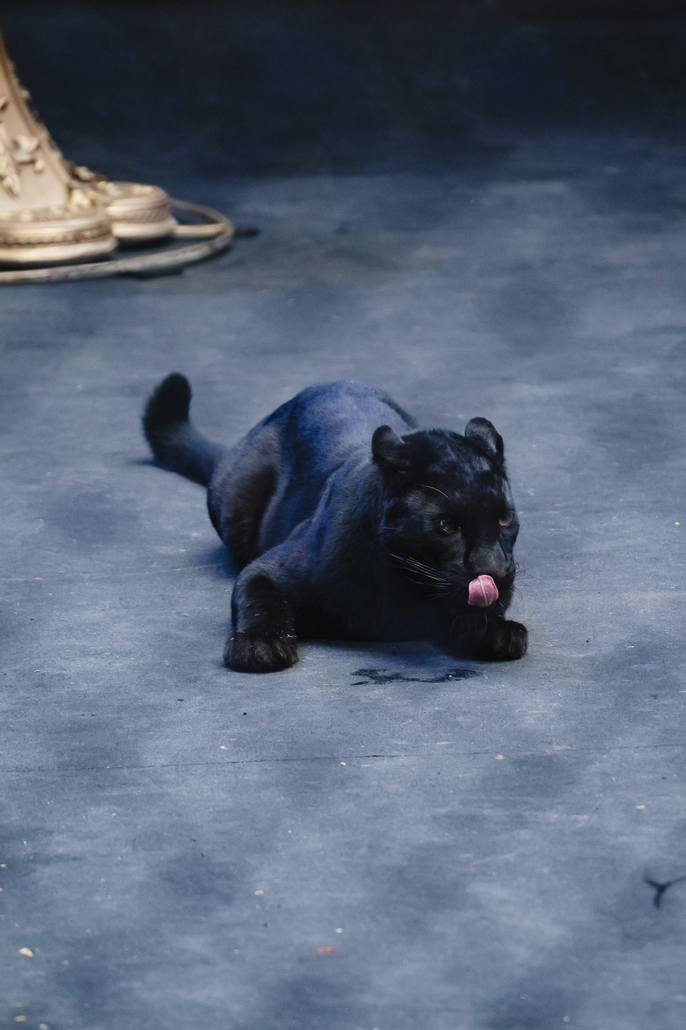 5 Континентов — Открытая репетиция. Воробьева Ксения — Спортивный и танцевальный фотограф Новосибирск