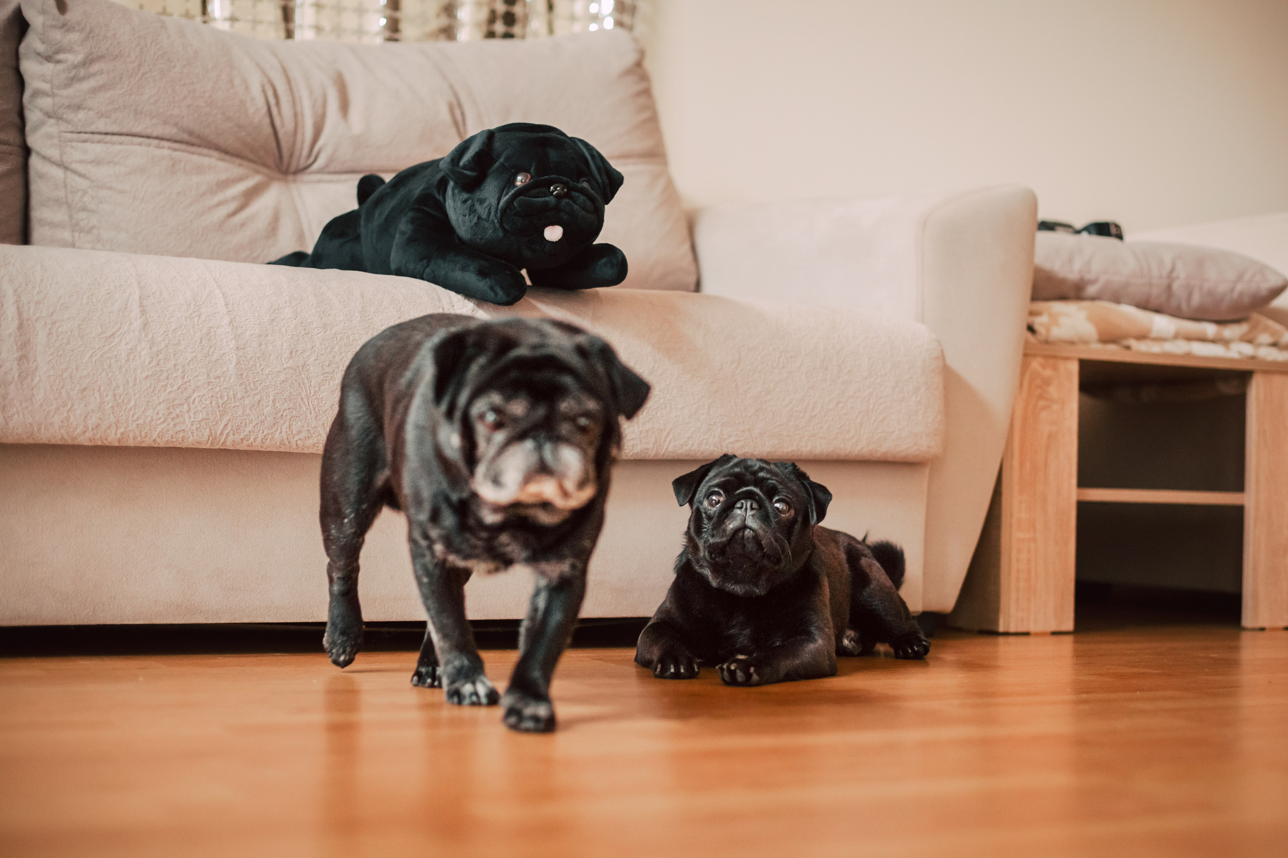 Оля, Харви, Луис. Фотограф-анималист Татьяна Степанова