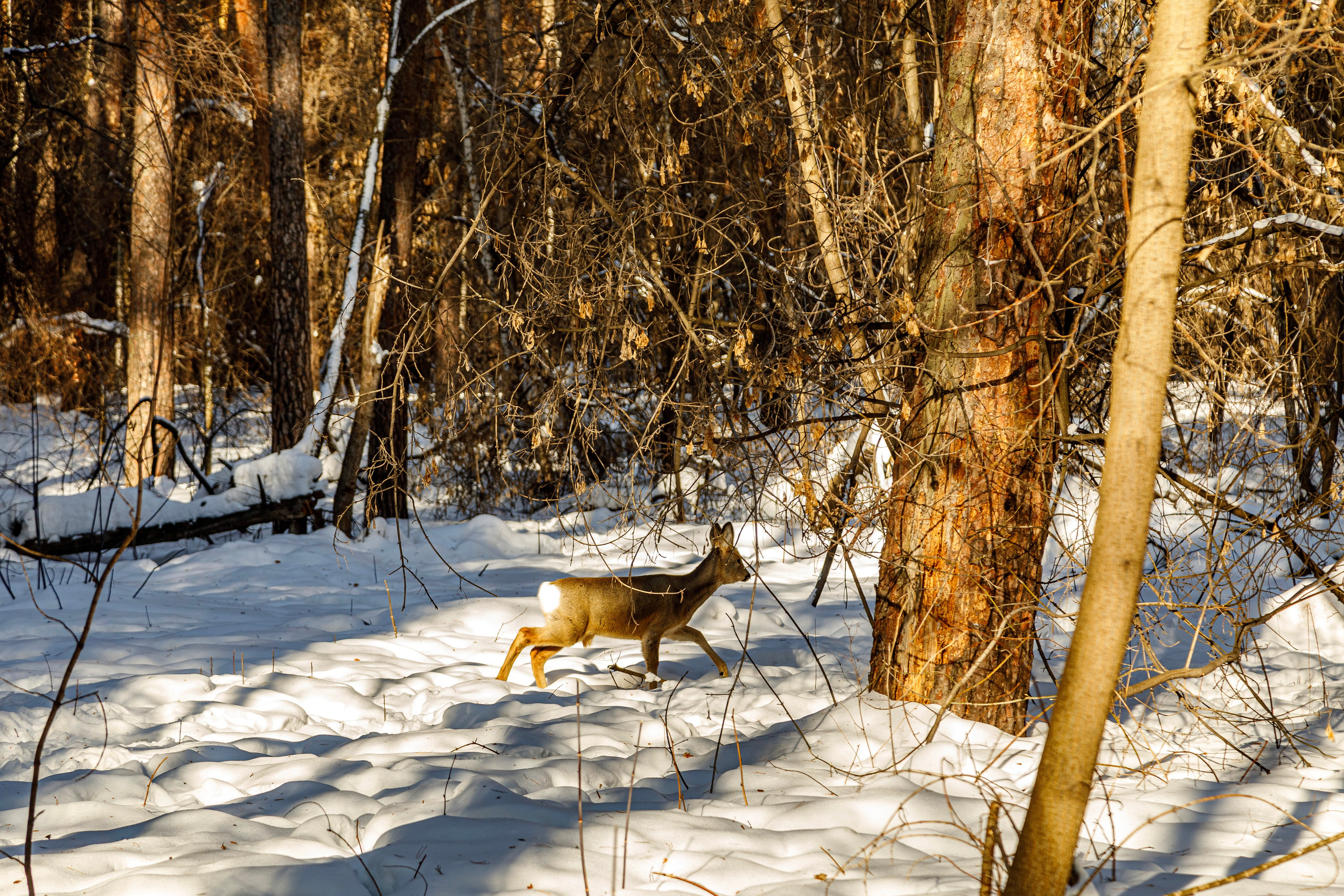 Косули. Фотограф Андрей Гузеев
