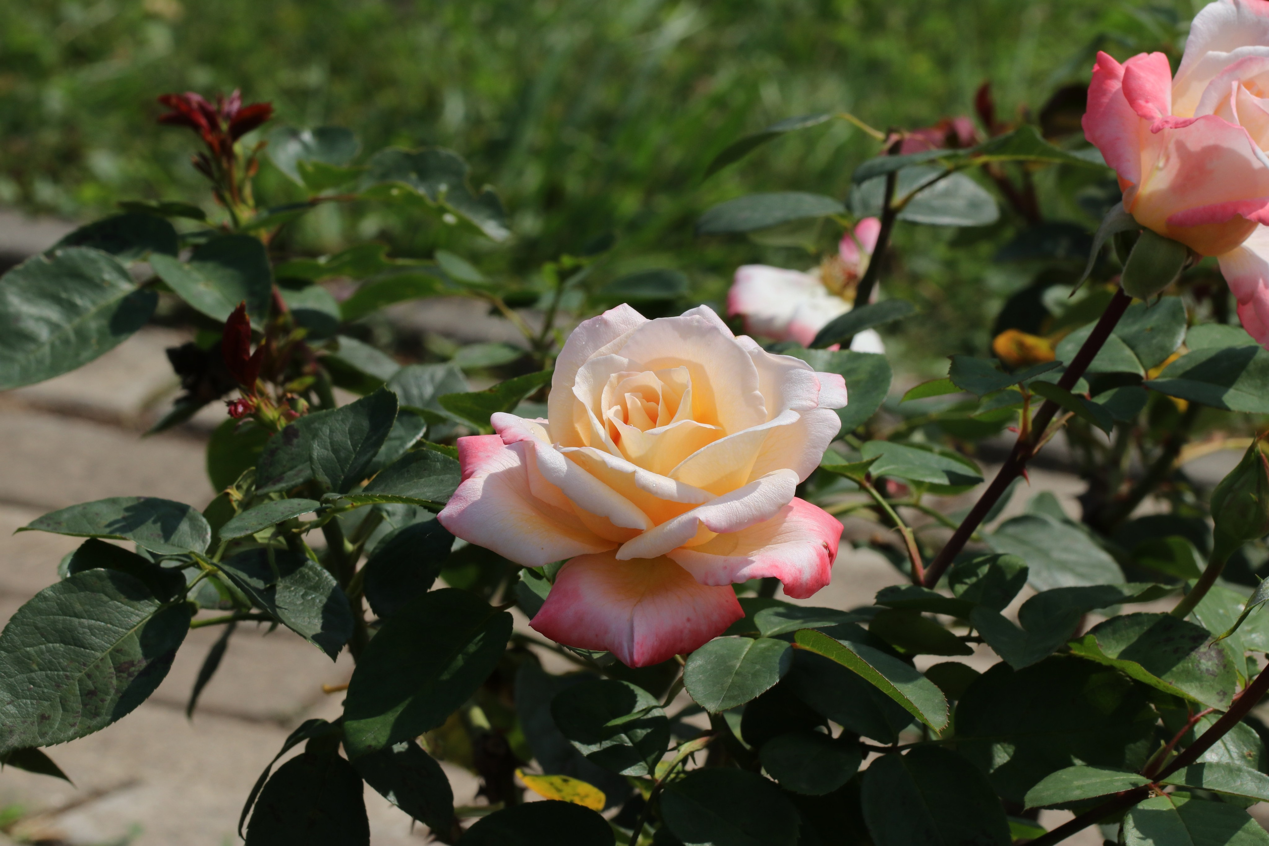 Долина роз в Кисловодске. Фото-художник и Репортажный фотограф Николаев Александр Алексеевич