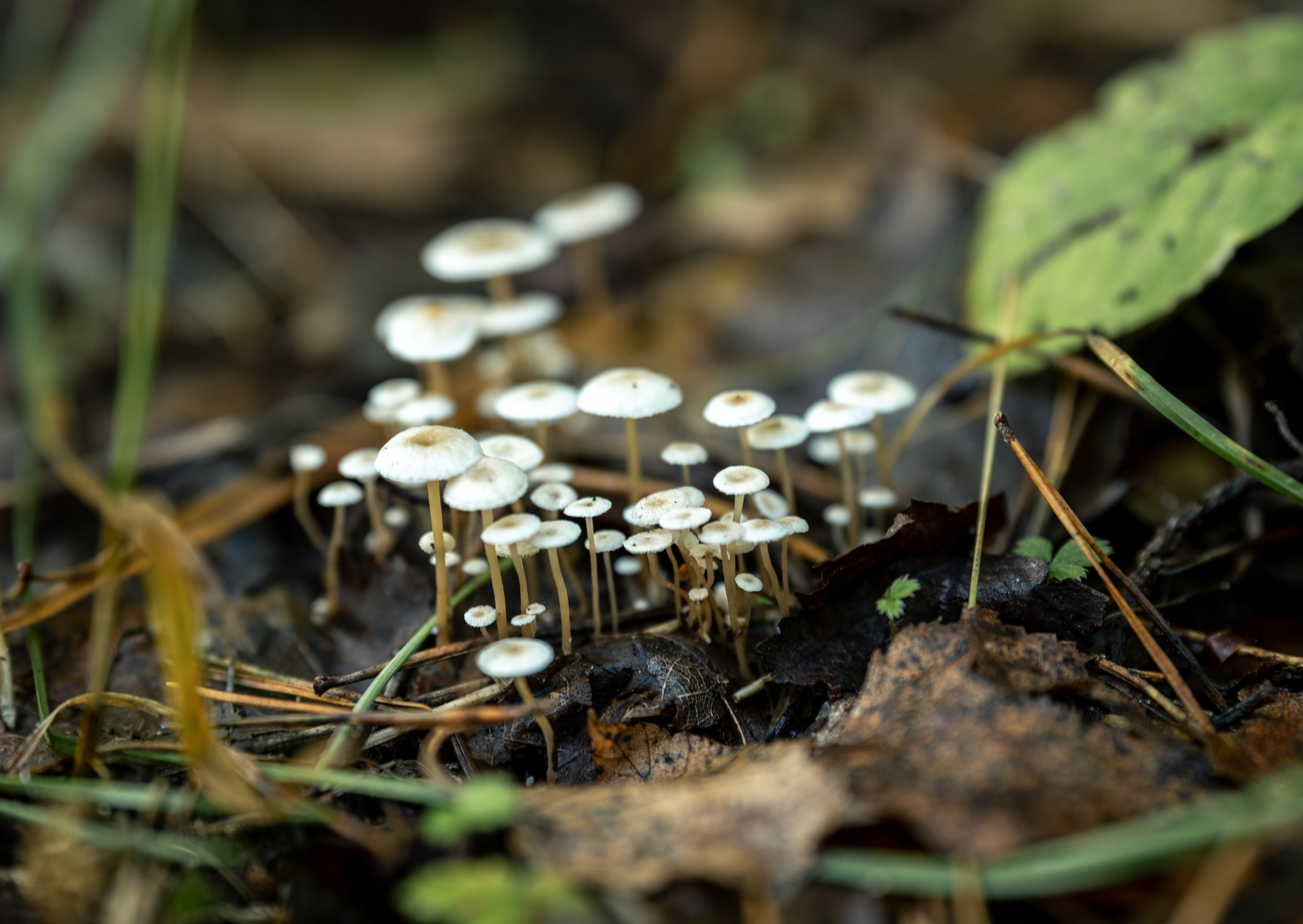 Природные пейзажи. Наталия Клевинскас портретный фотограф в Костроме