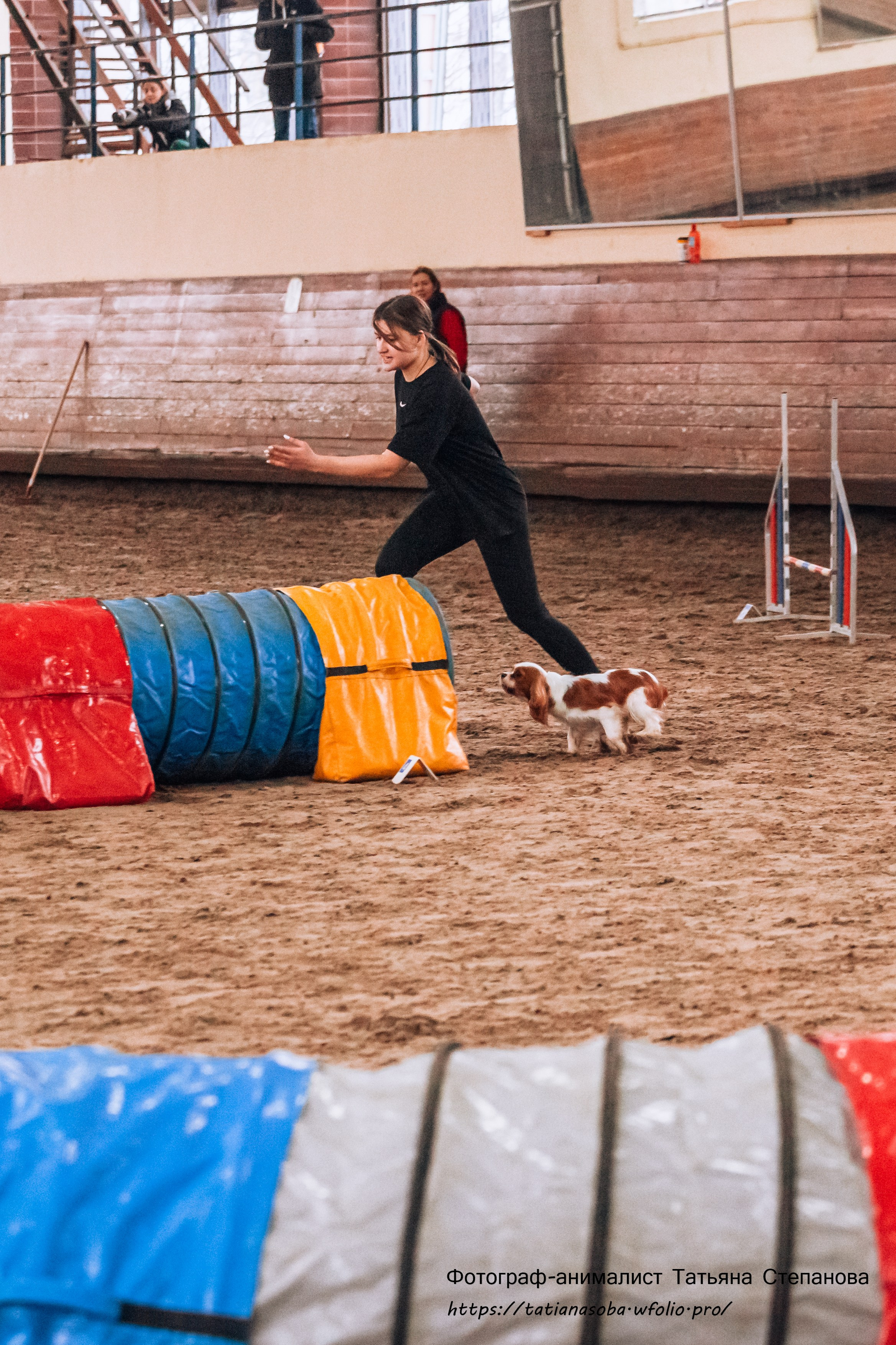 Соревнования по Аджилити 25.02.2024. Фотограф-анималист Татьяна Степанова