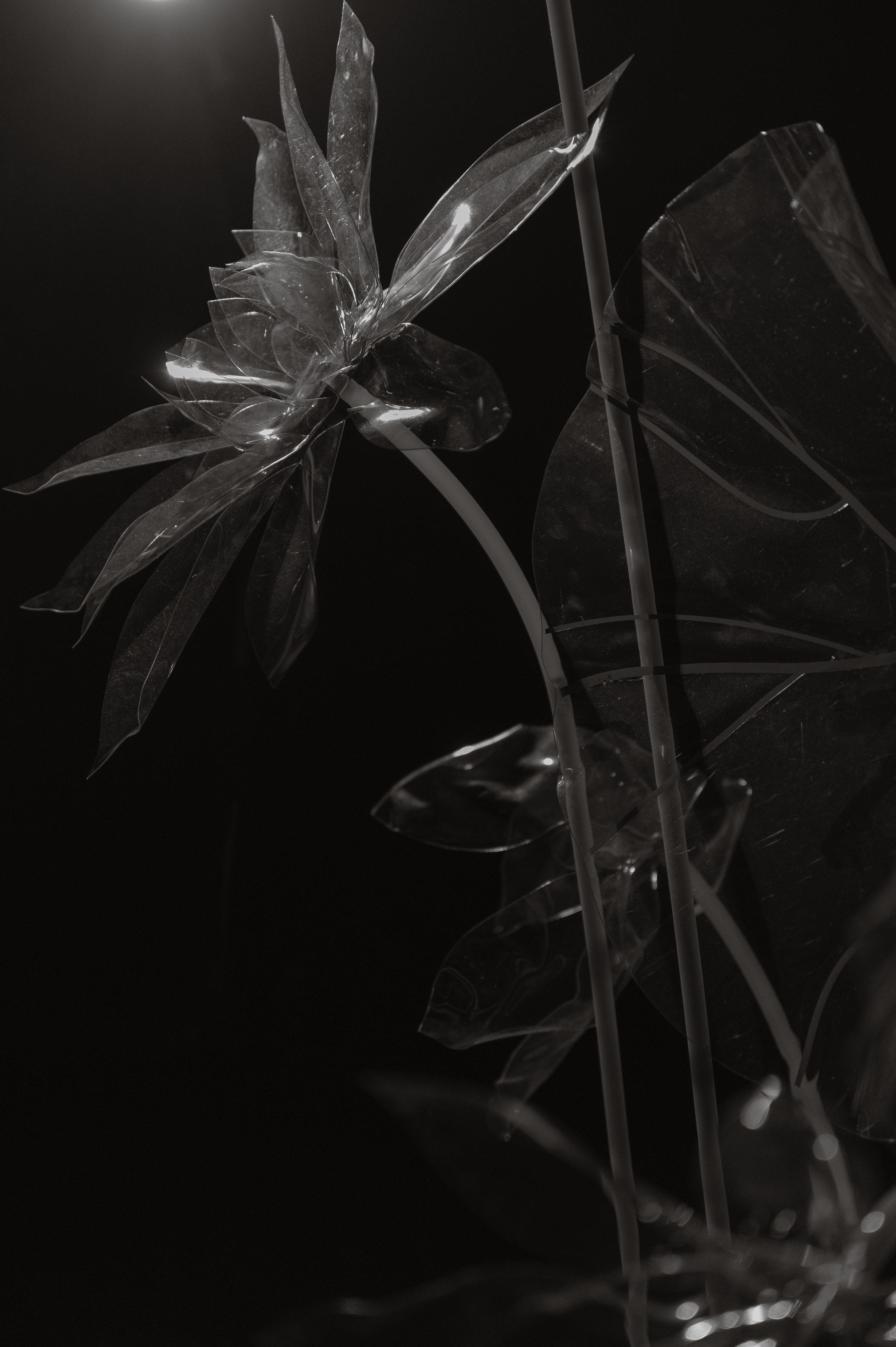 Паша и Ангелина. Свадебный фотограф и видеограф