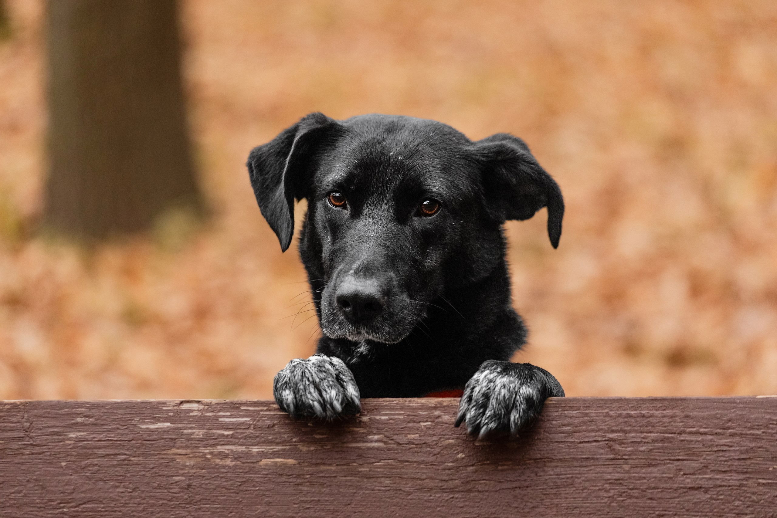 Собаки из приюта Дубовая роща осень 2025. Фотограф-анималист Татьяна Степанова