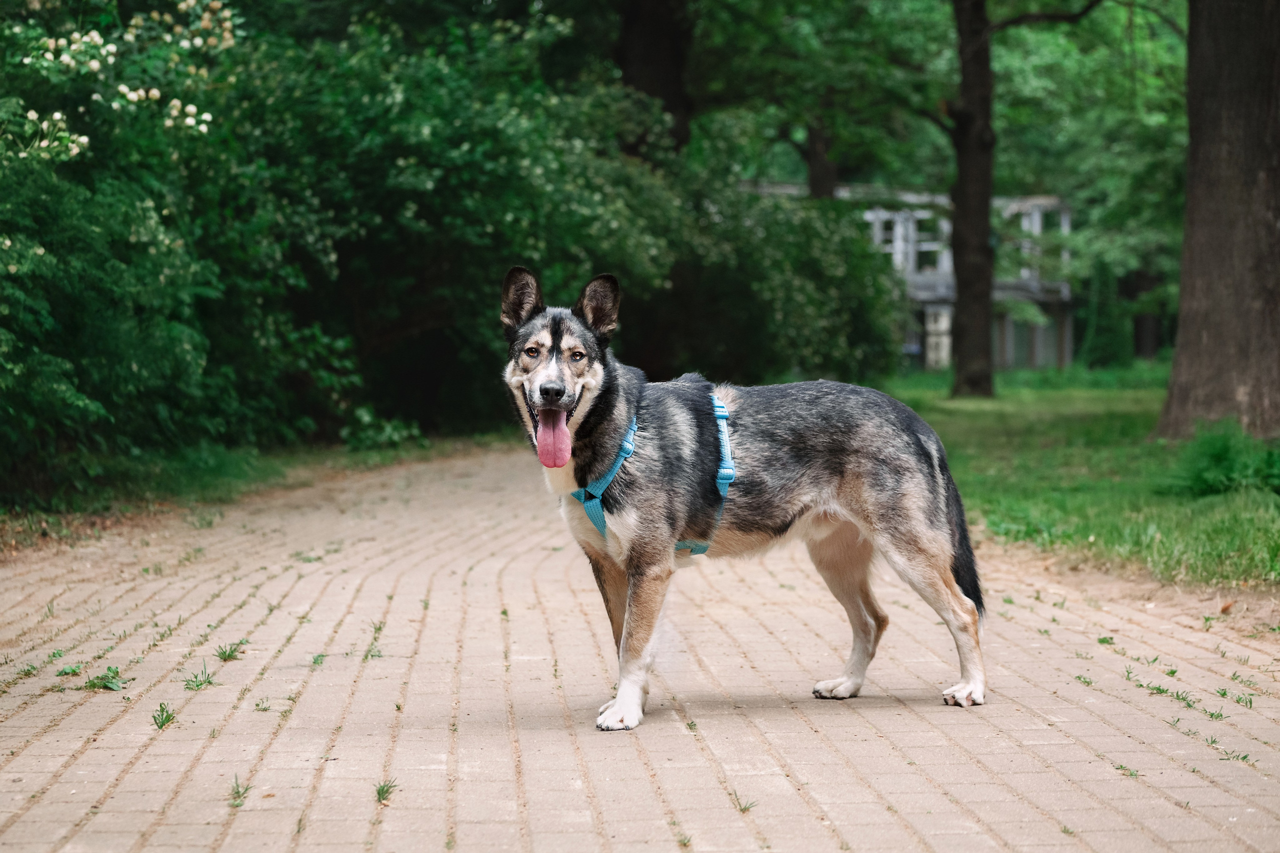 Собаки из приюта Дубовая роща лето 2025. Фотограф-анималист Татьяна Степанова