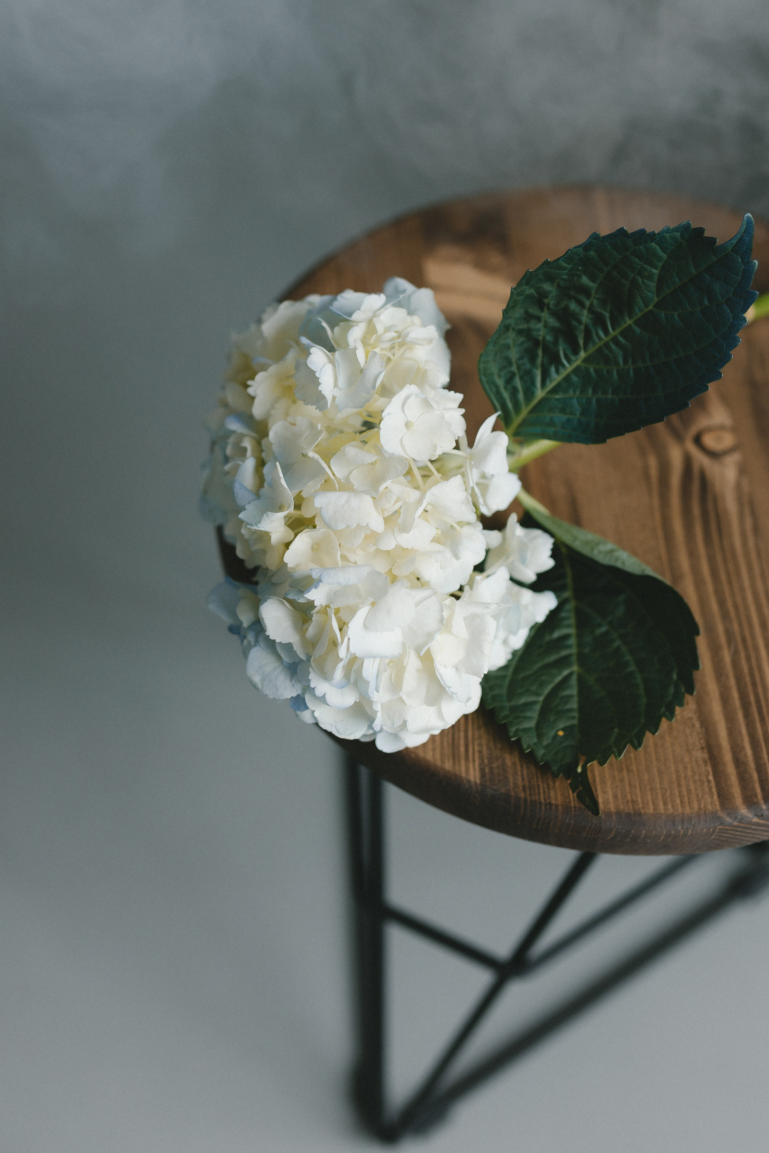 Нежная фотосессия с гортензией. Фотограф и видеограф в Мурманске, Москве Екатерина Нечаева