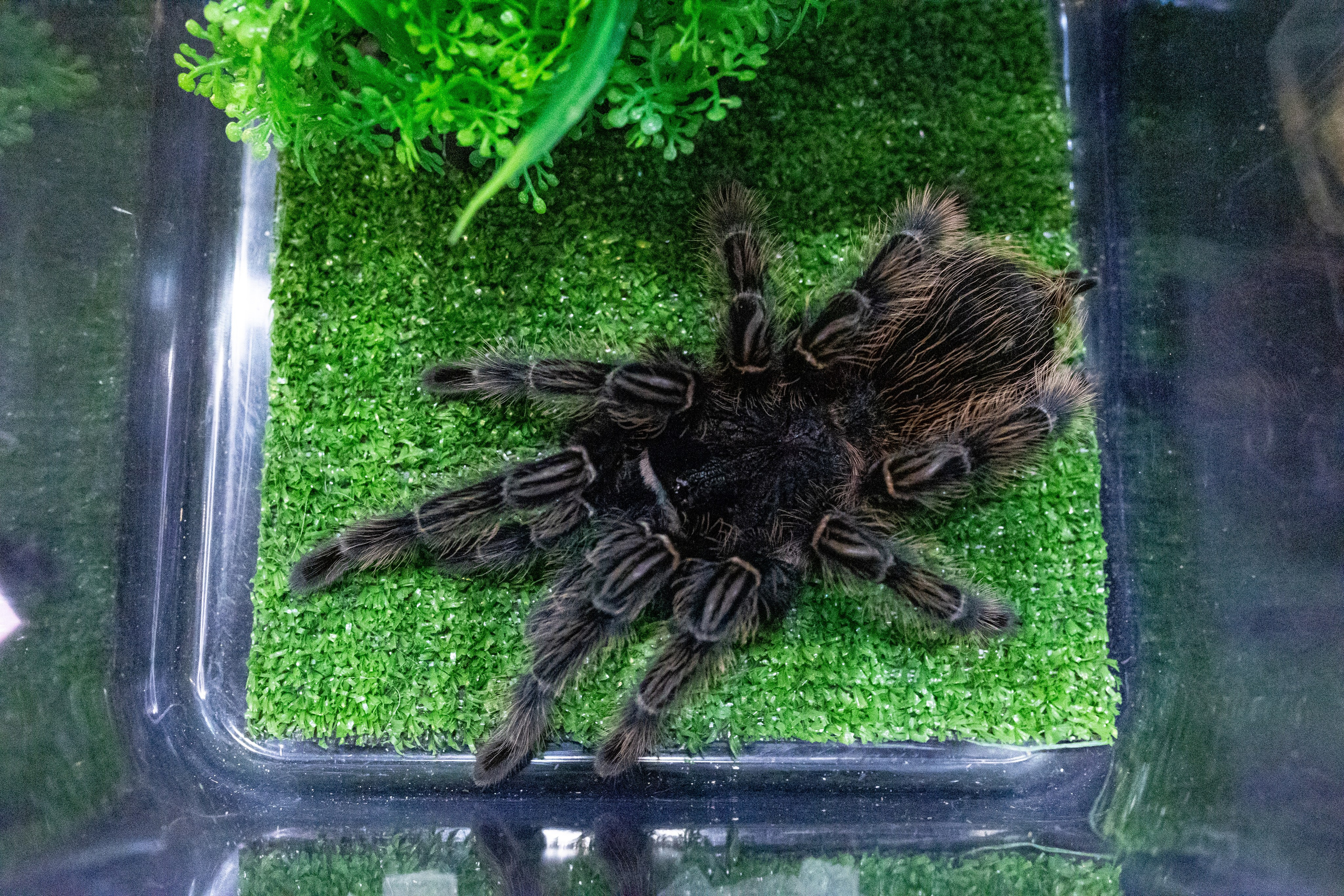 Рептилиум 2024. Александра Куликова фотограф, Москва