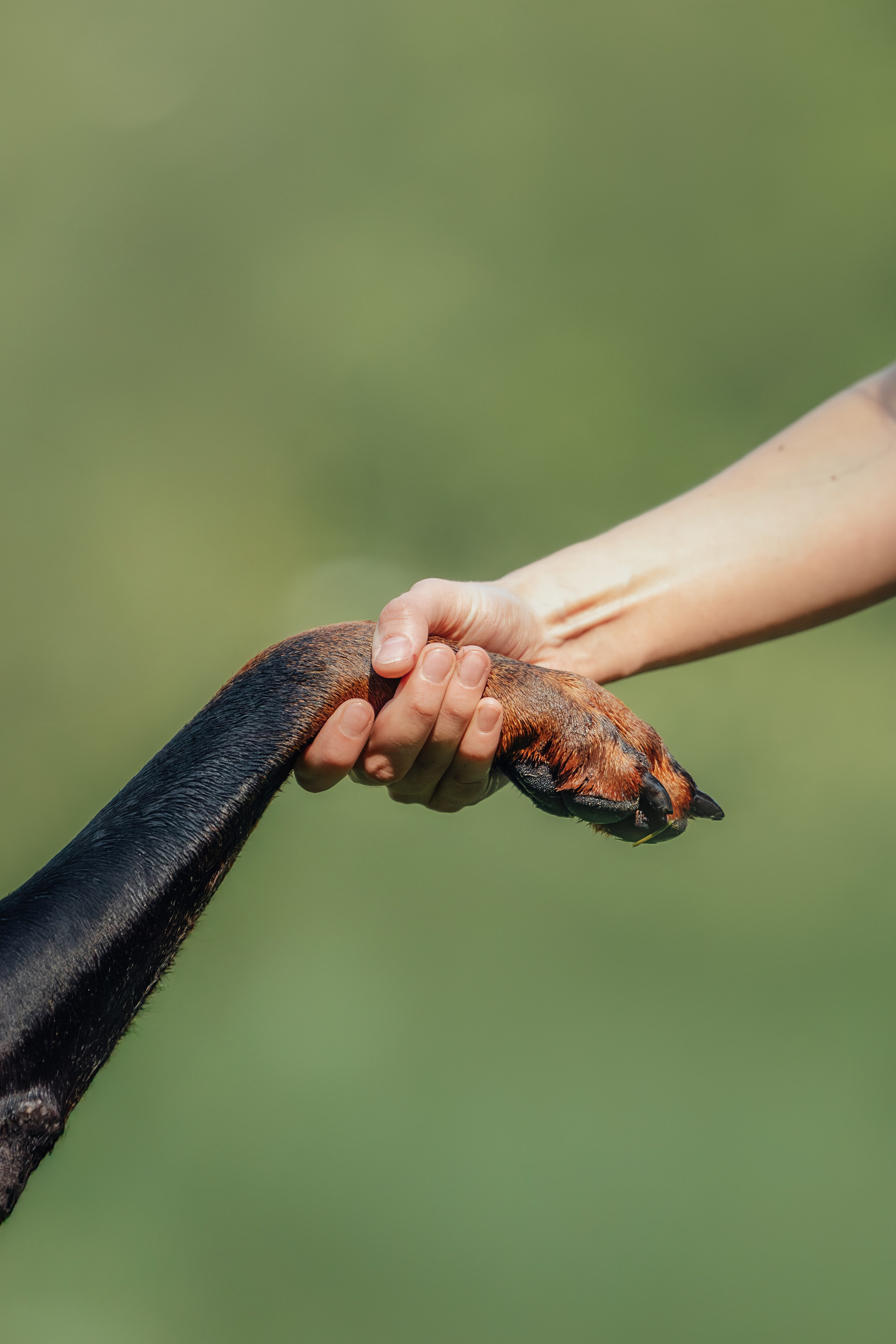 Доберман Айза. Фотограф Анималист в Москве Анастасия Жучкова
