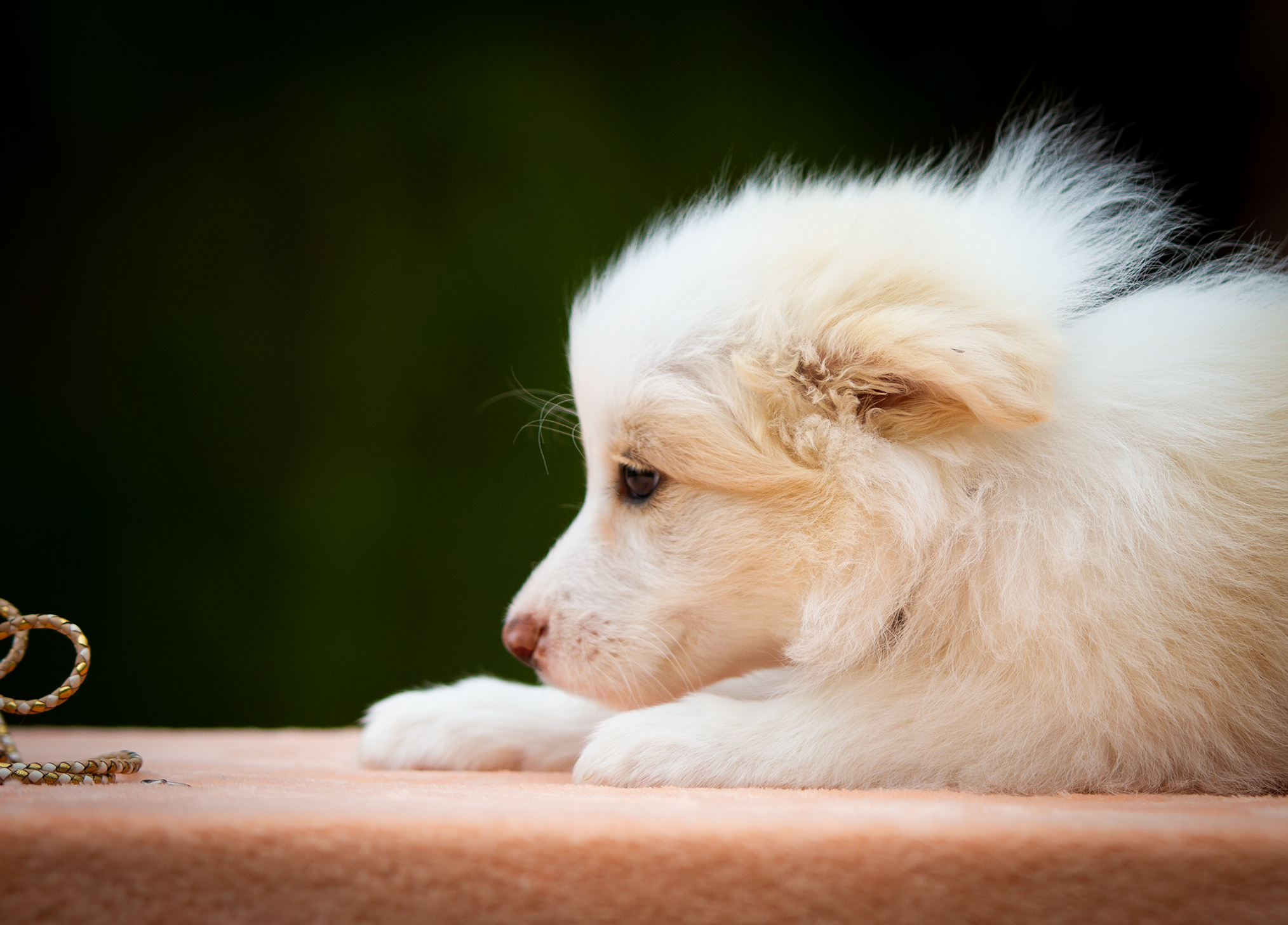 Щенки. Фотограф-анималист в Москве и МО Самойлова Марина