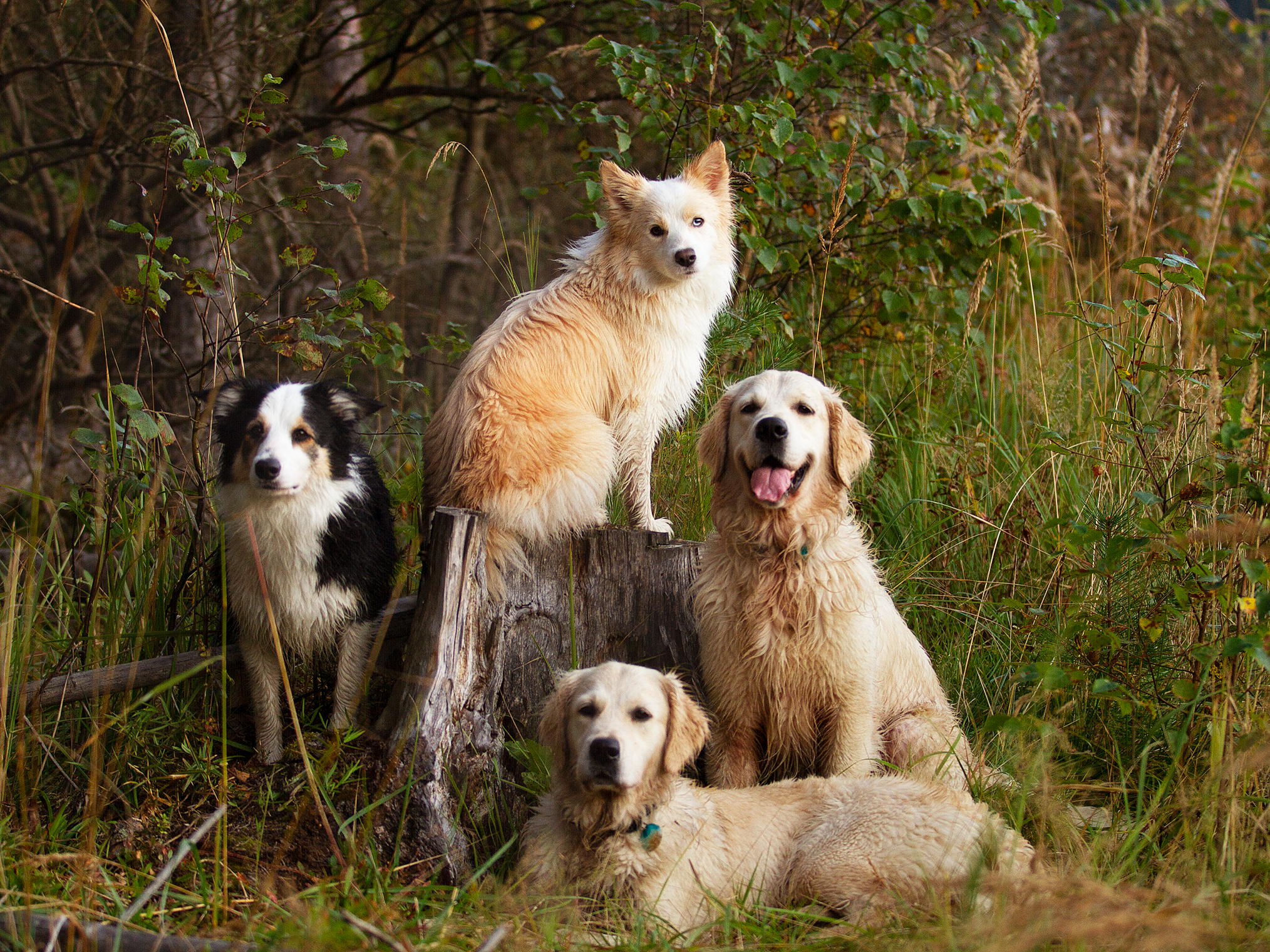 Собаки. Фотограф-анималист в Москве и МО Самойлова Марина