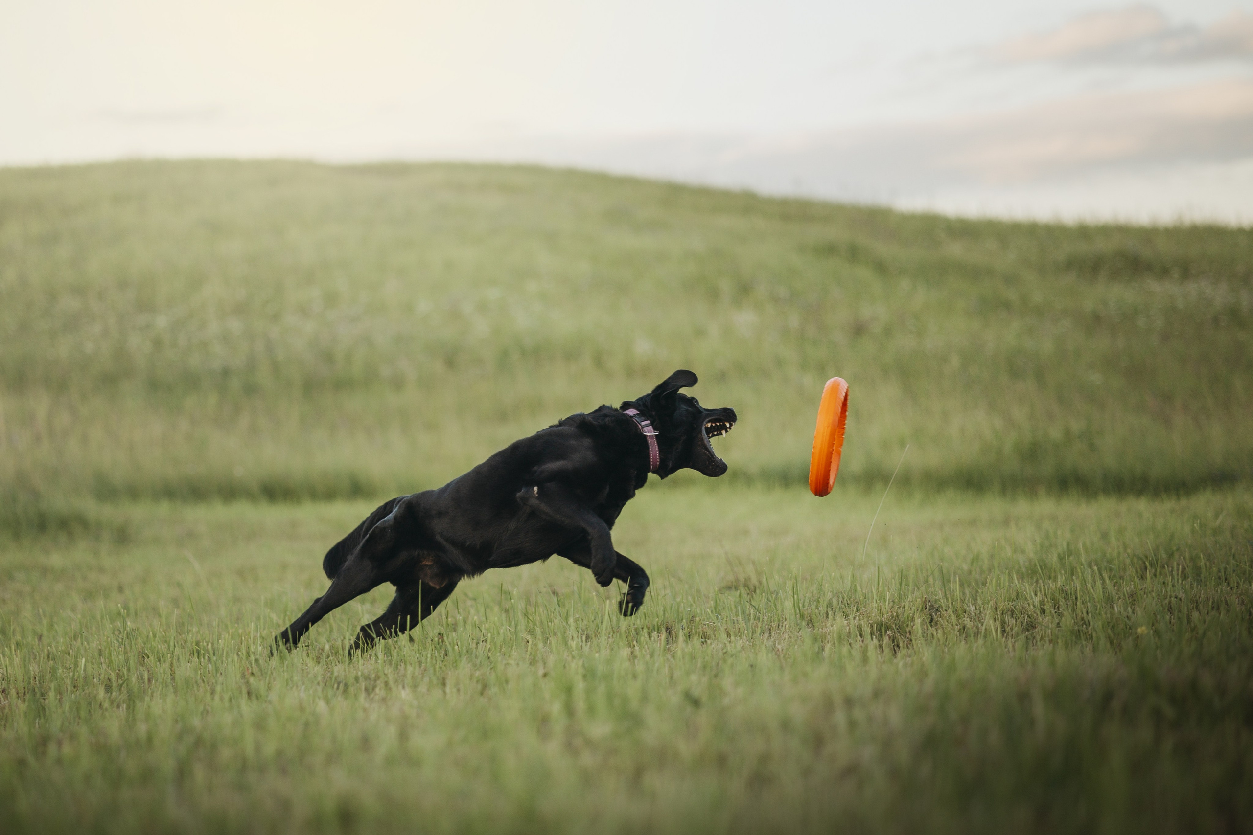 Бомбей и его семья. Фотограф — Анималист | Санкт-Петербург