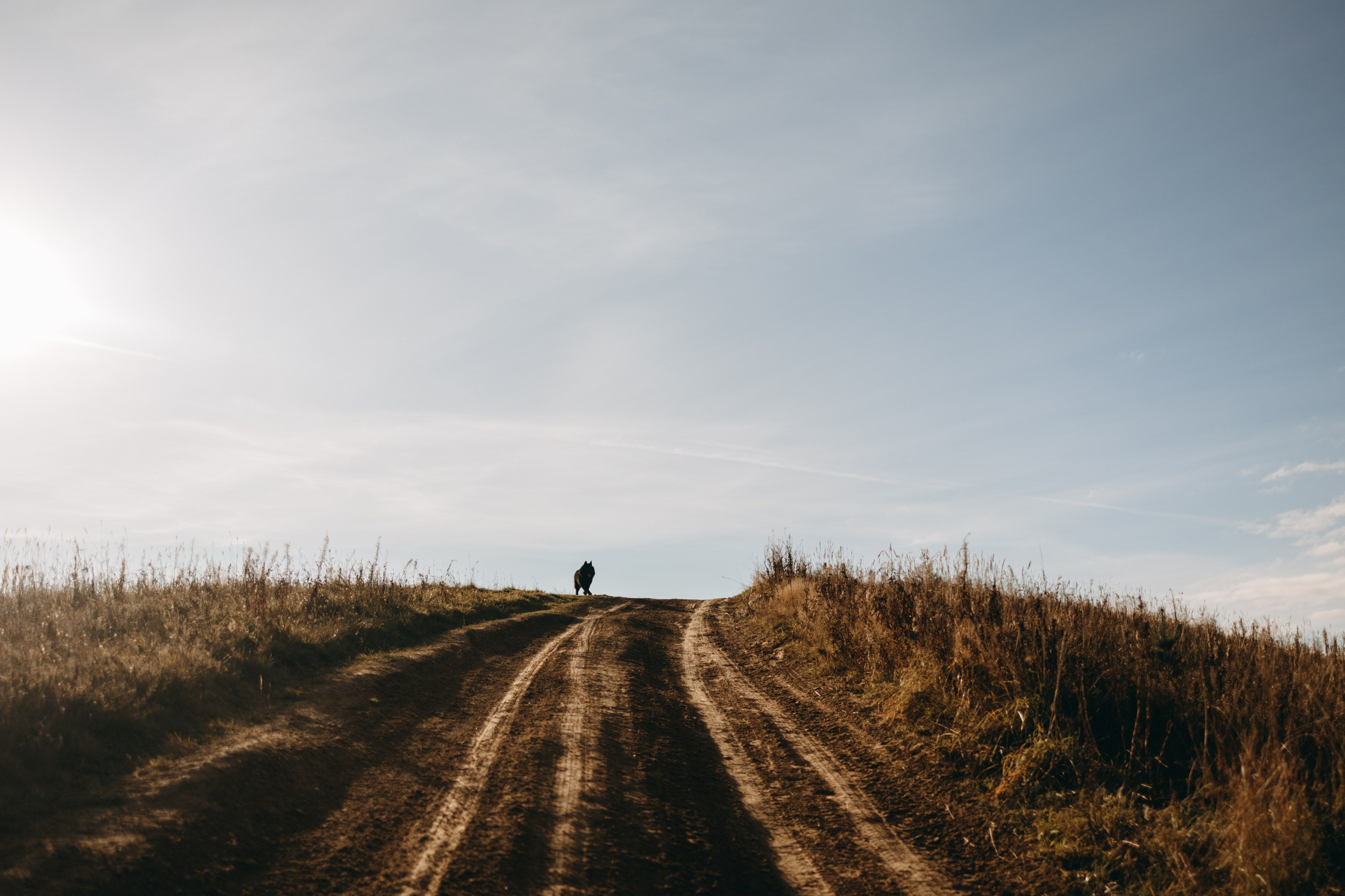 Лора и Джанго. Фотограф — Анималист | Санкт-Петербург