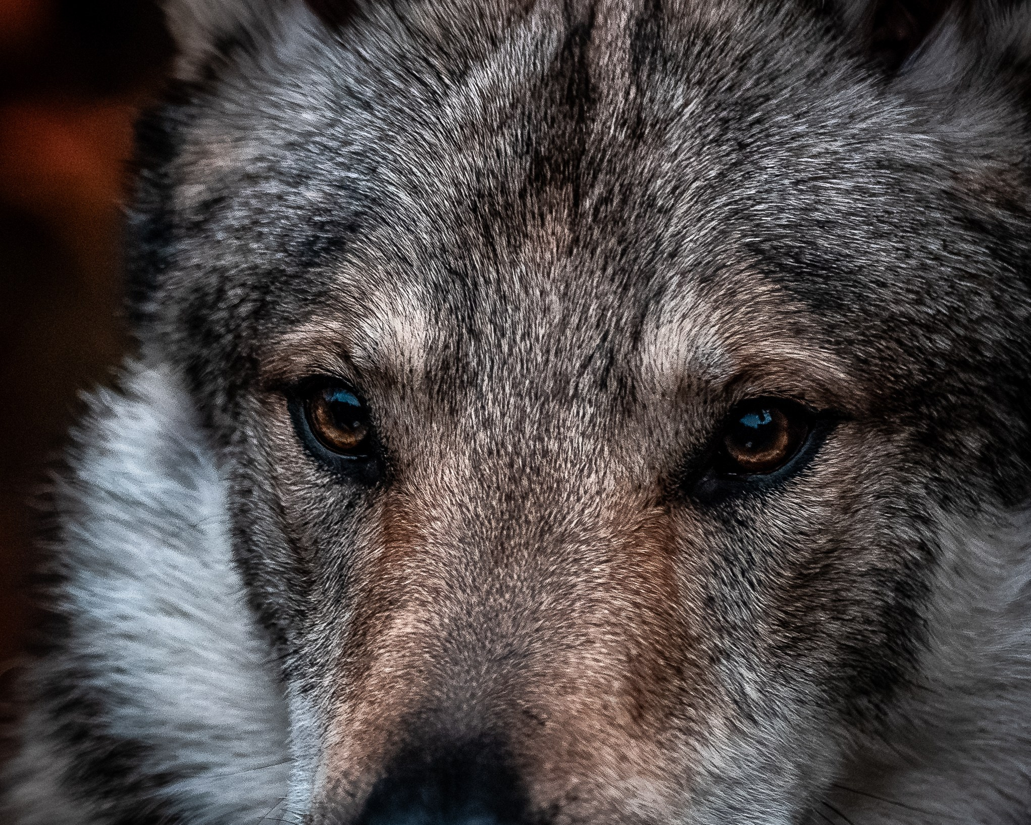 Фотограф-анималист, семейный фотограф в Москве и Подмосковье. Фотосъёмка кинологических дисциплин