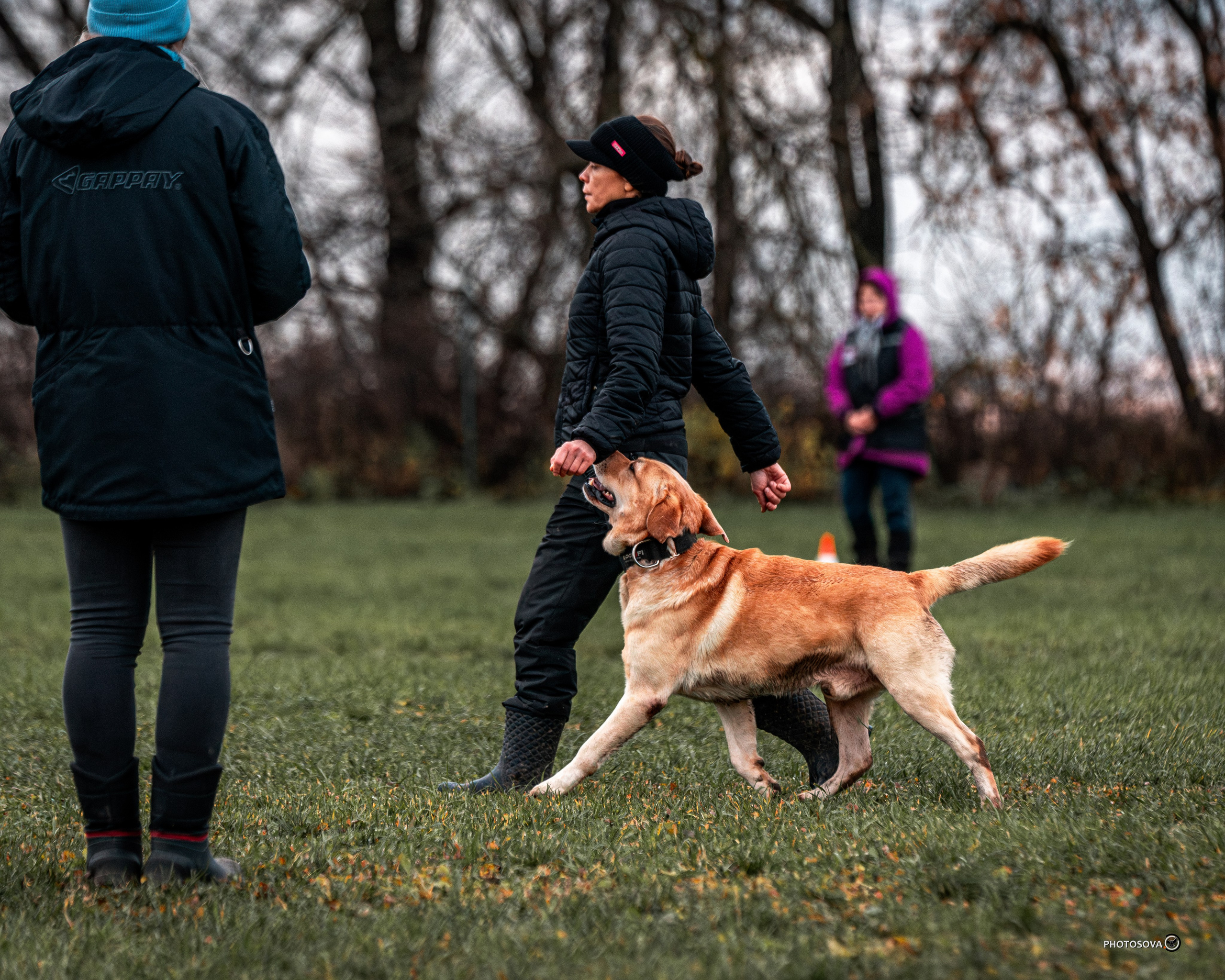 МЫ — КОМАНДА (соревнования) OKD, BH, IBGH, IGP. Фотограф-анималист, семейный фотограф в Москве и Подмосковье. Фотосъёмка кинологических дисциплин