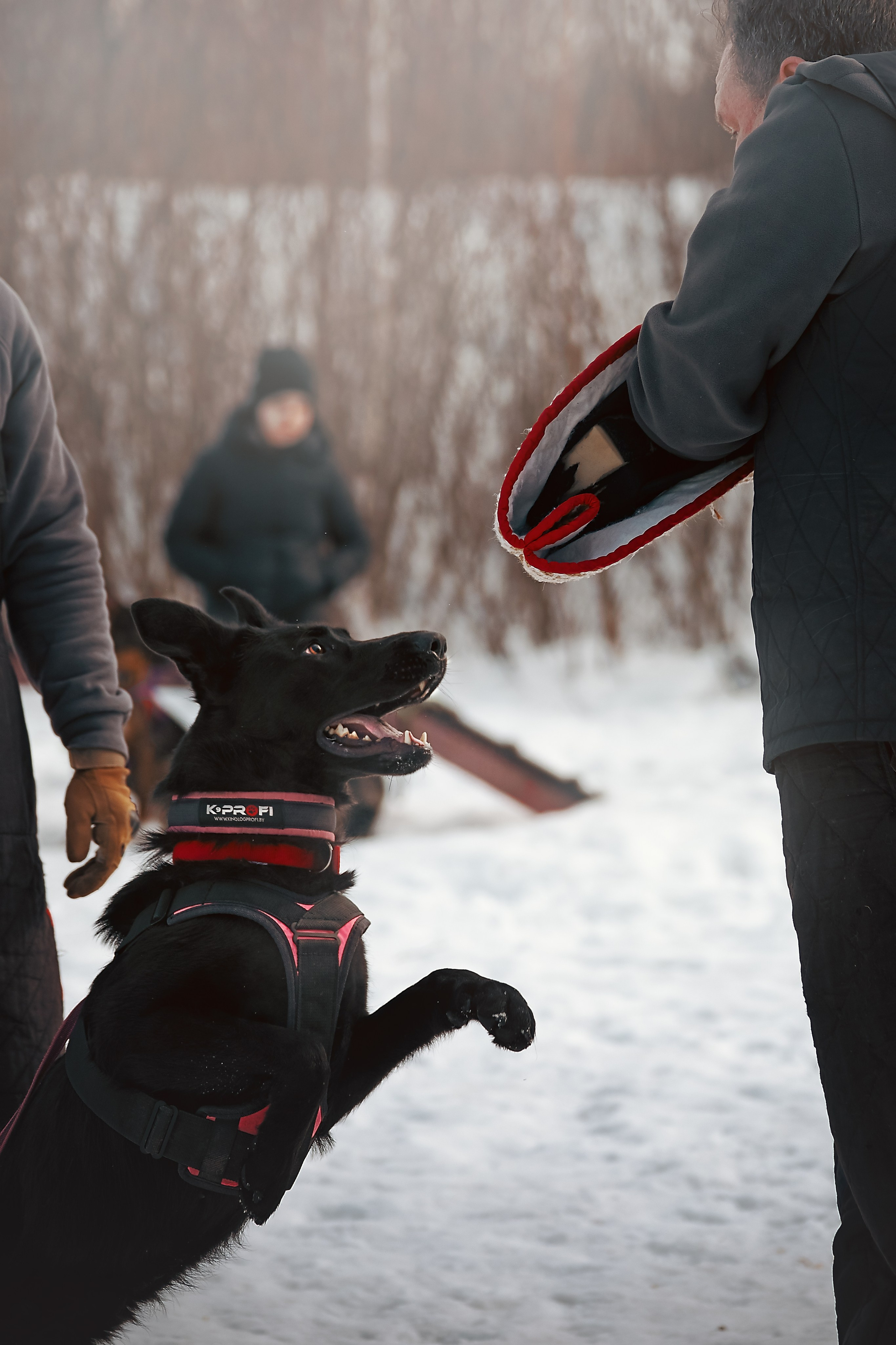 Репортажная съемка. Фотограф-анималист Нижний Новгород