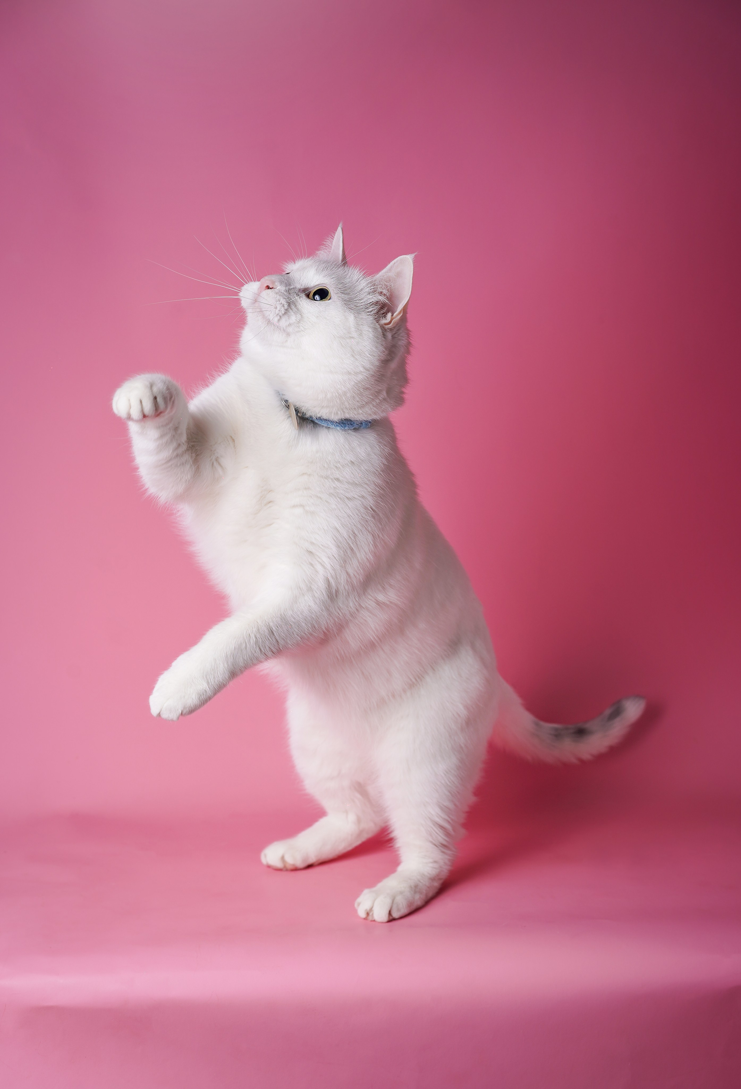 Маффин и Сэм. Фотограф-анималист в Санкт-Петербурге Яна Мартынова