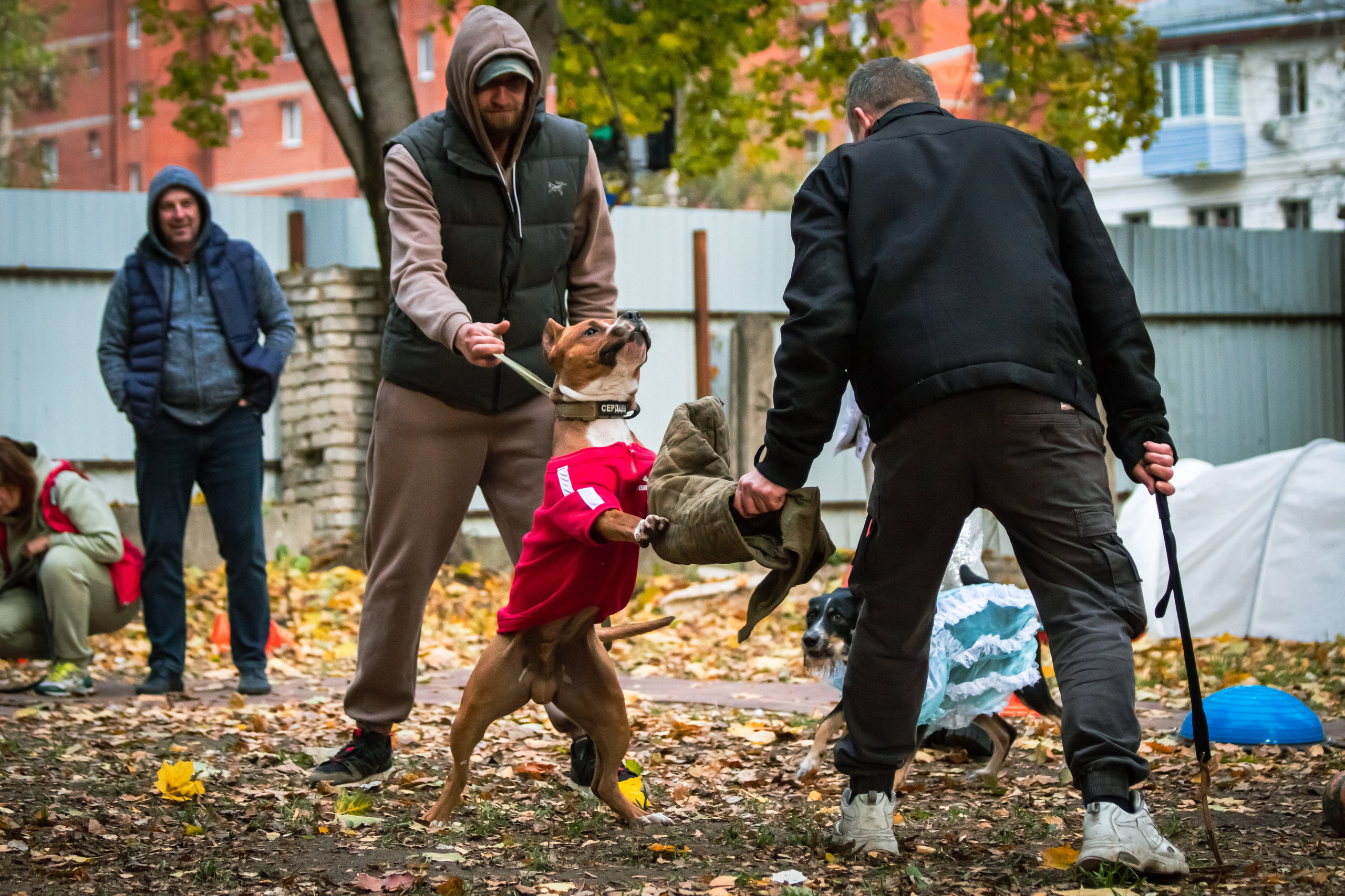 Костюмированный парад собак. Фотограф анималист — Тула, Москва