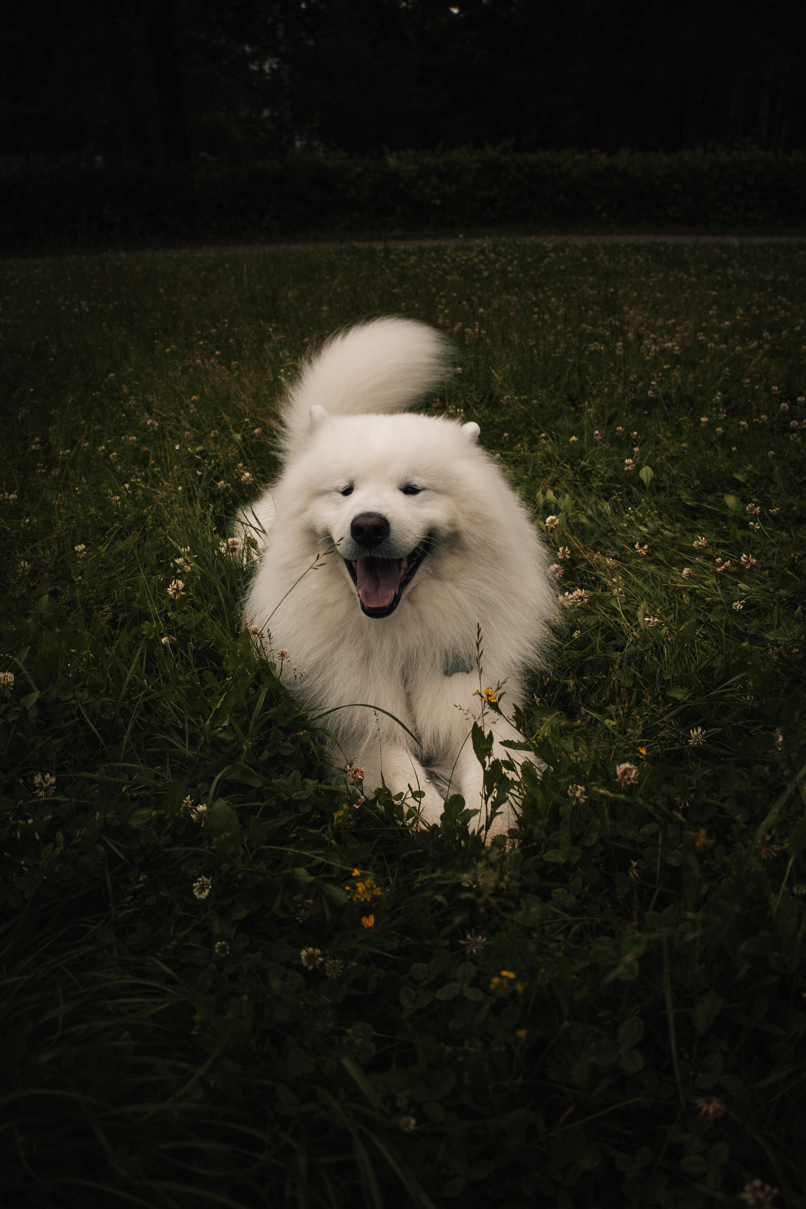 Прогулочная фотосессия девушки в парке с собакой самоедом. Фотограф-анималист в Москве Екатерина Тихонова