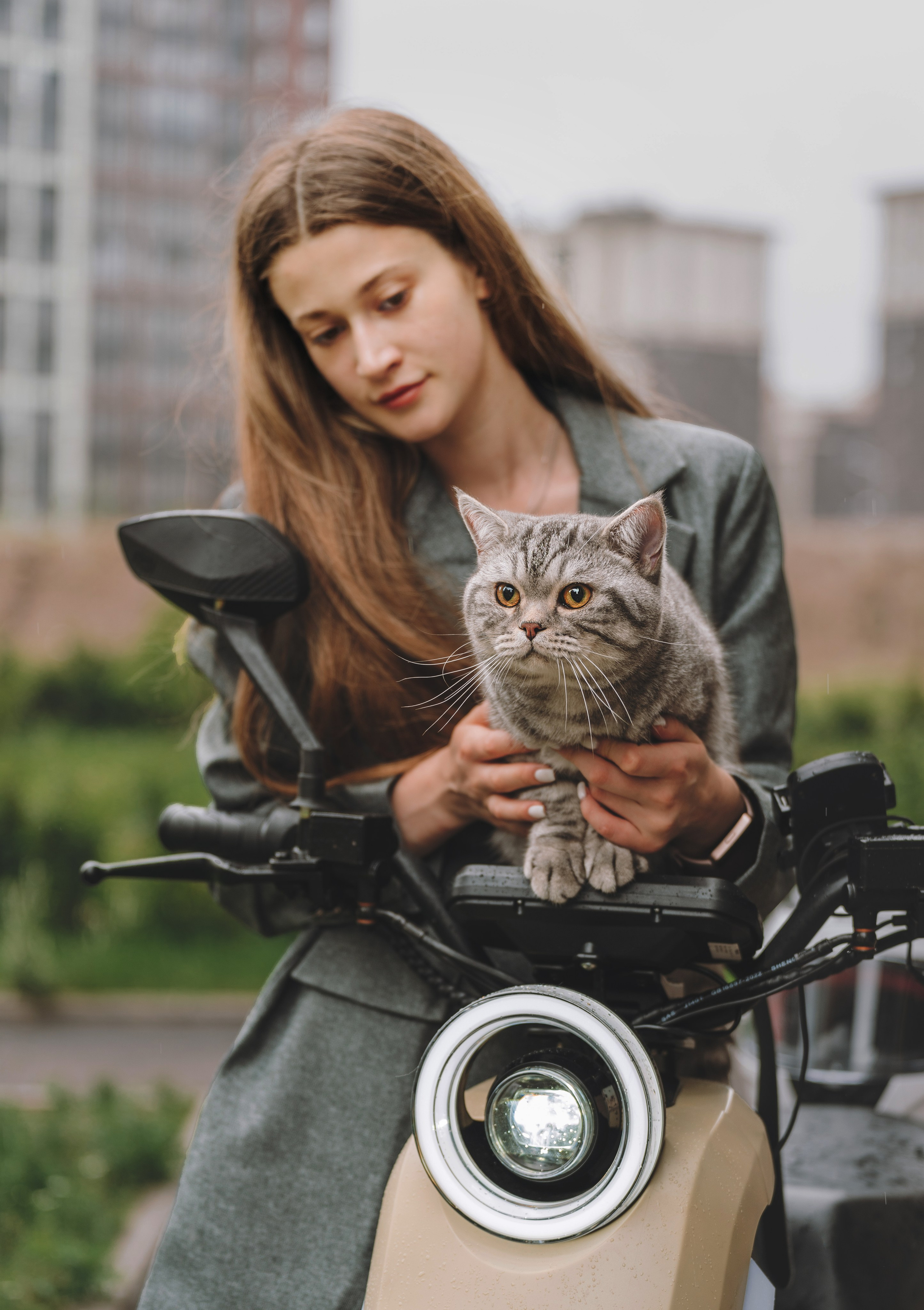 Портфолио кошки, фотограф Олеся Майрова. Фотограф анималист в Спб недорого Олеся Майорова