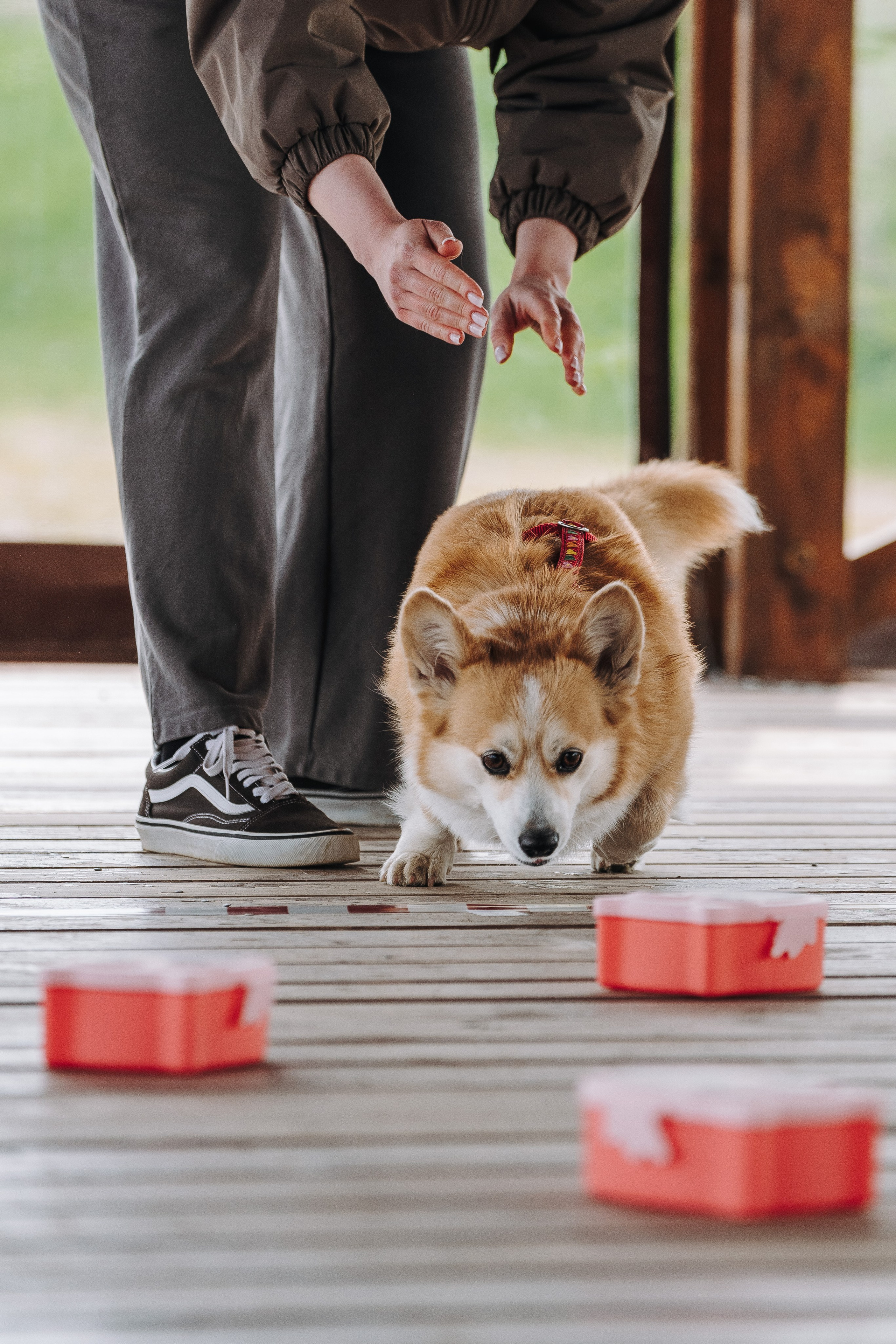 Соревнования по ноузворку в Лосево. Фотограф анималист в Спб недорого Олеся Майорова