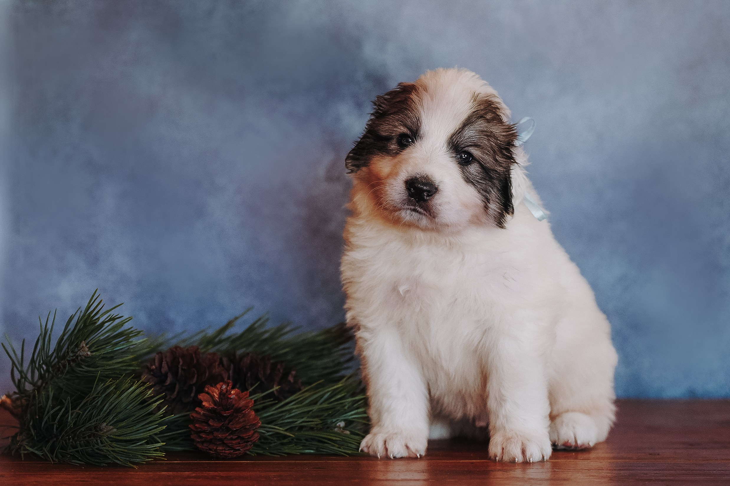 Пиренейские горные. Фотограф анималист в Спб недорого Олеся Майорова