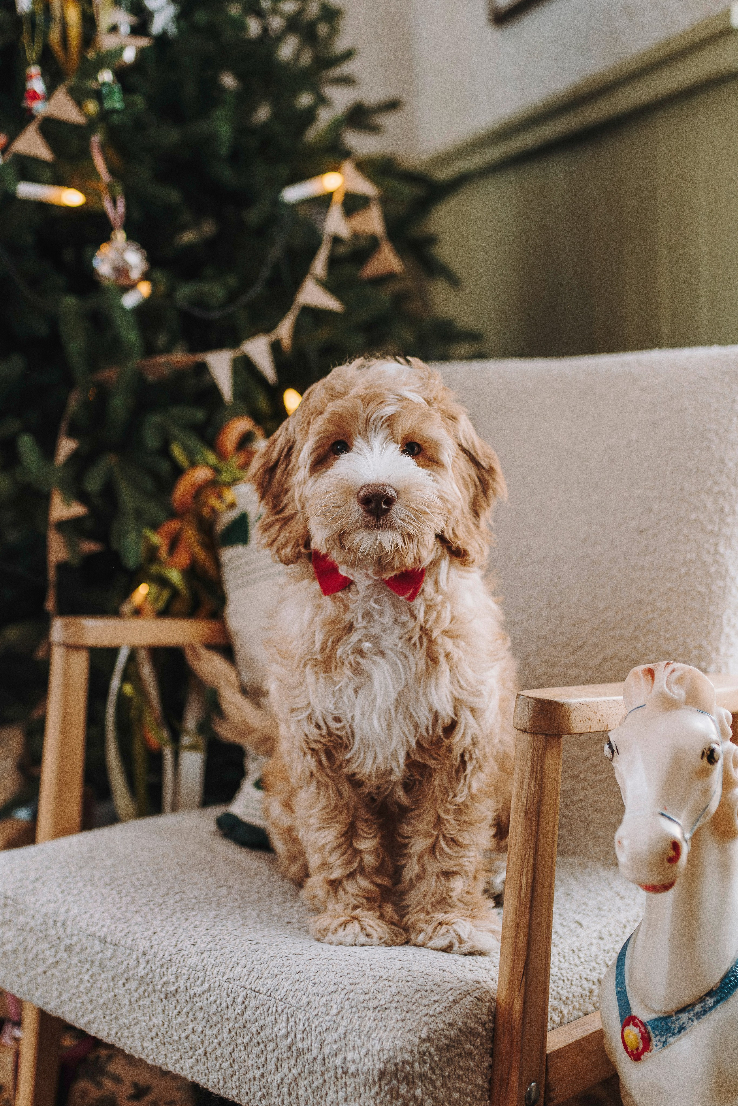 Мёрфи, Таня и Антон. Фотограф анималист в Спб недорого Олеся Майорова