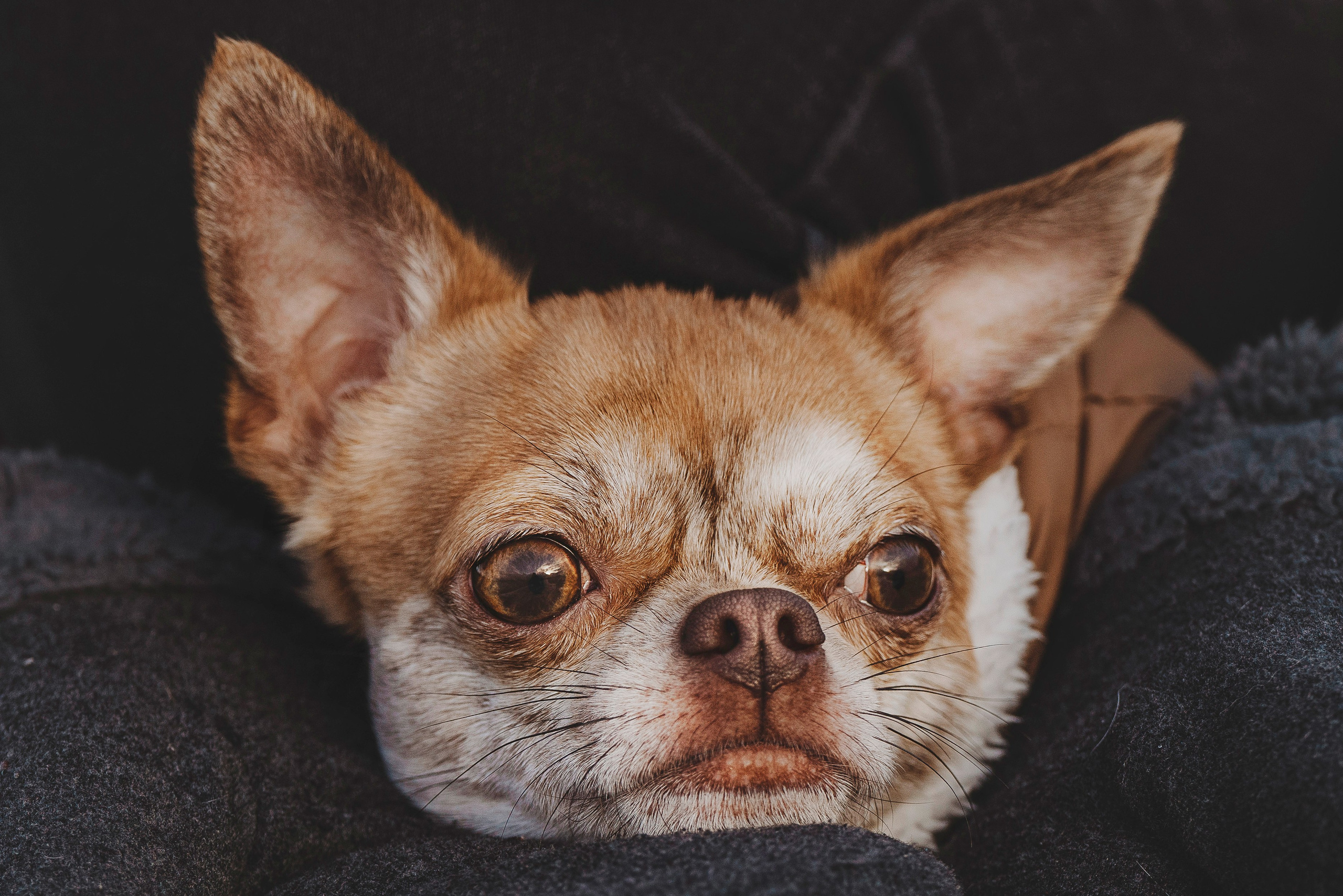 Наталия и Боря. Фотограф анималист в Спб недорого Олеся Майорова