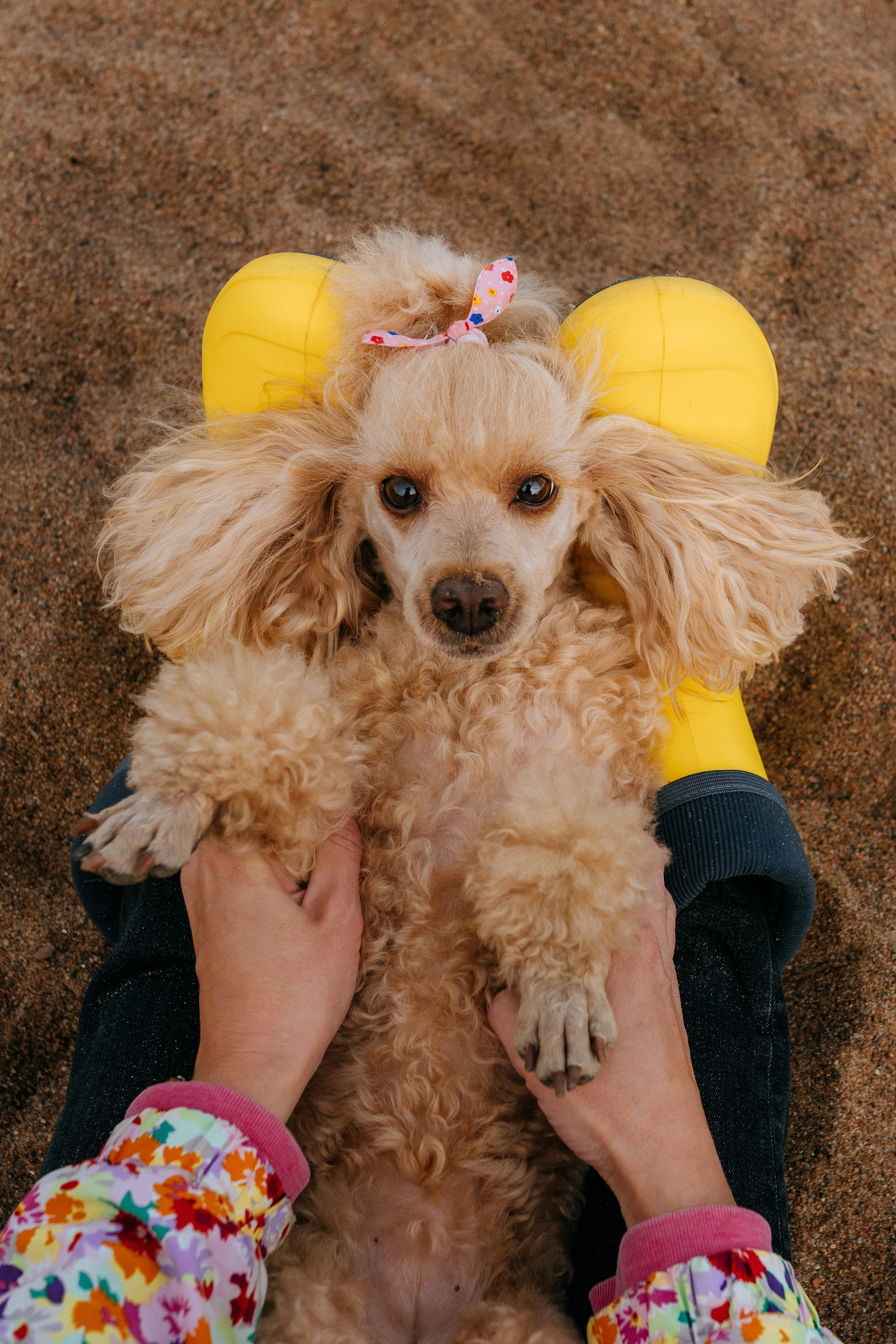 Фотосессия с собакой на пляже. Фотограф анималист в Спб недорого Олеся Майорова
