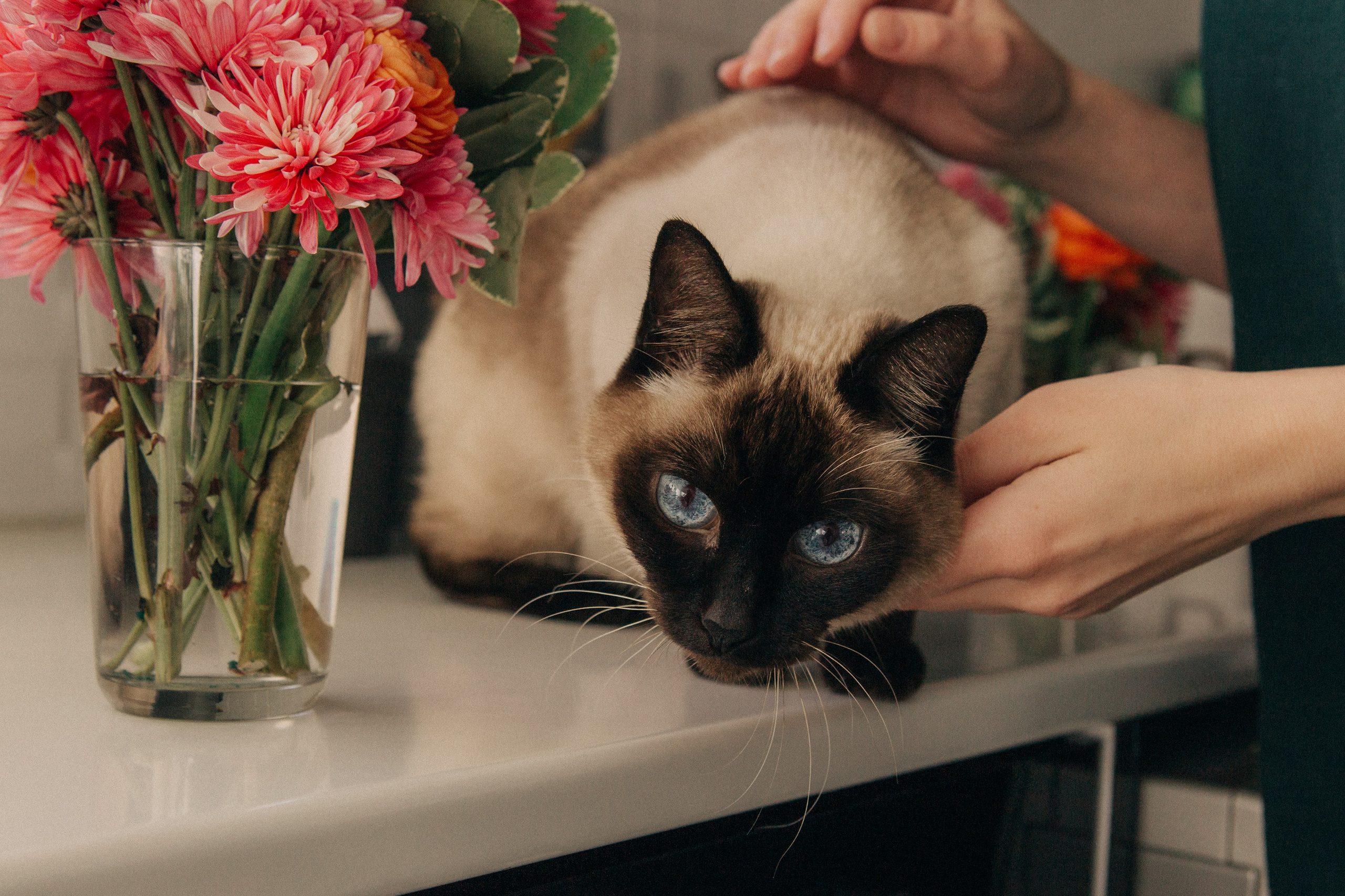 Alina. Portrait, family and pet photographer in Cyprus, Ksenia Bourdelle